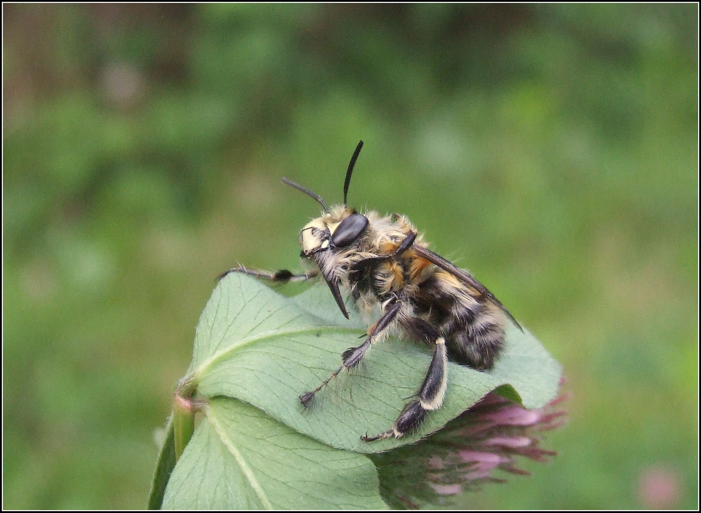 "Anthophora plumipes" male
