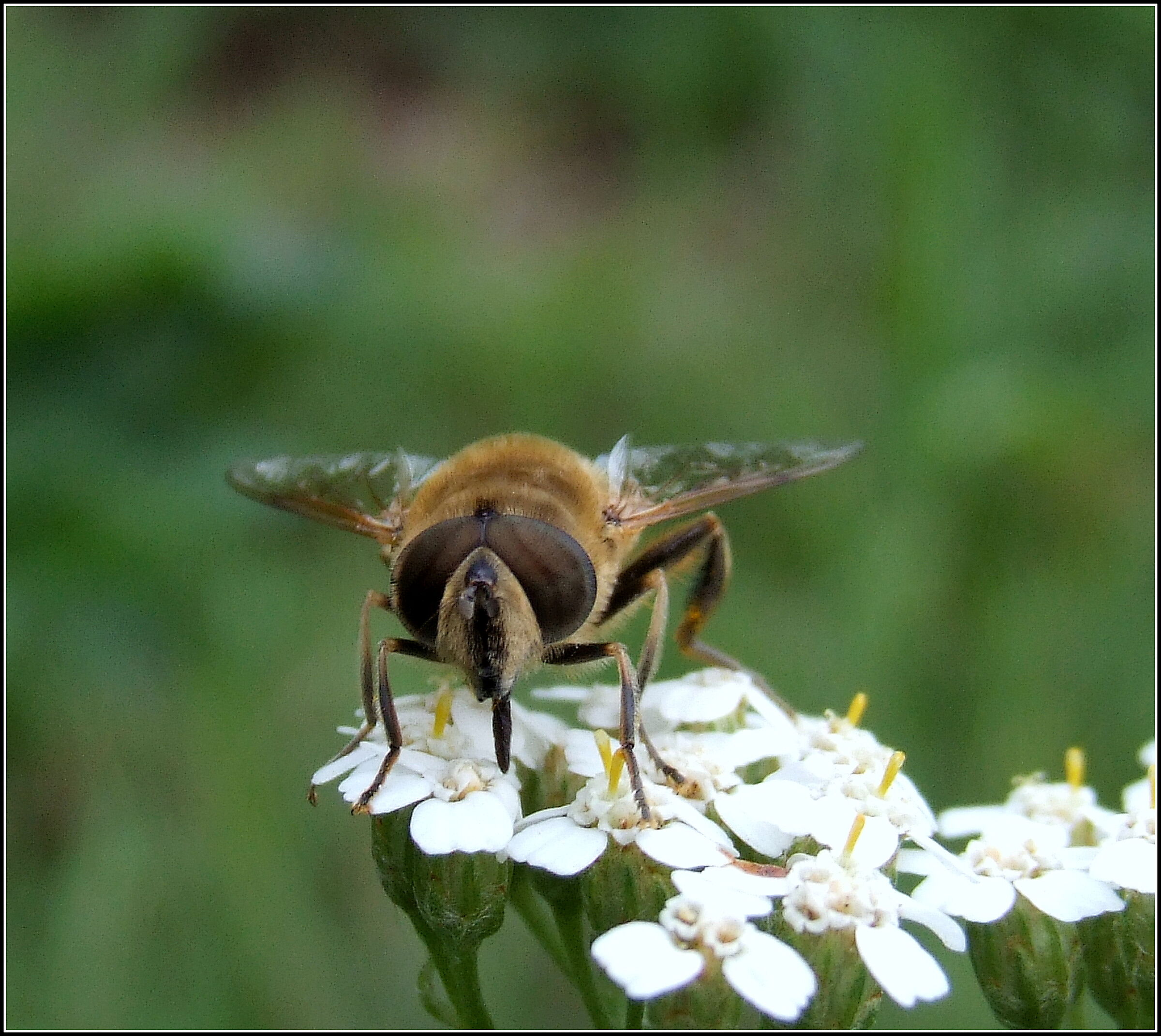 "Eristalis Tenax" male