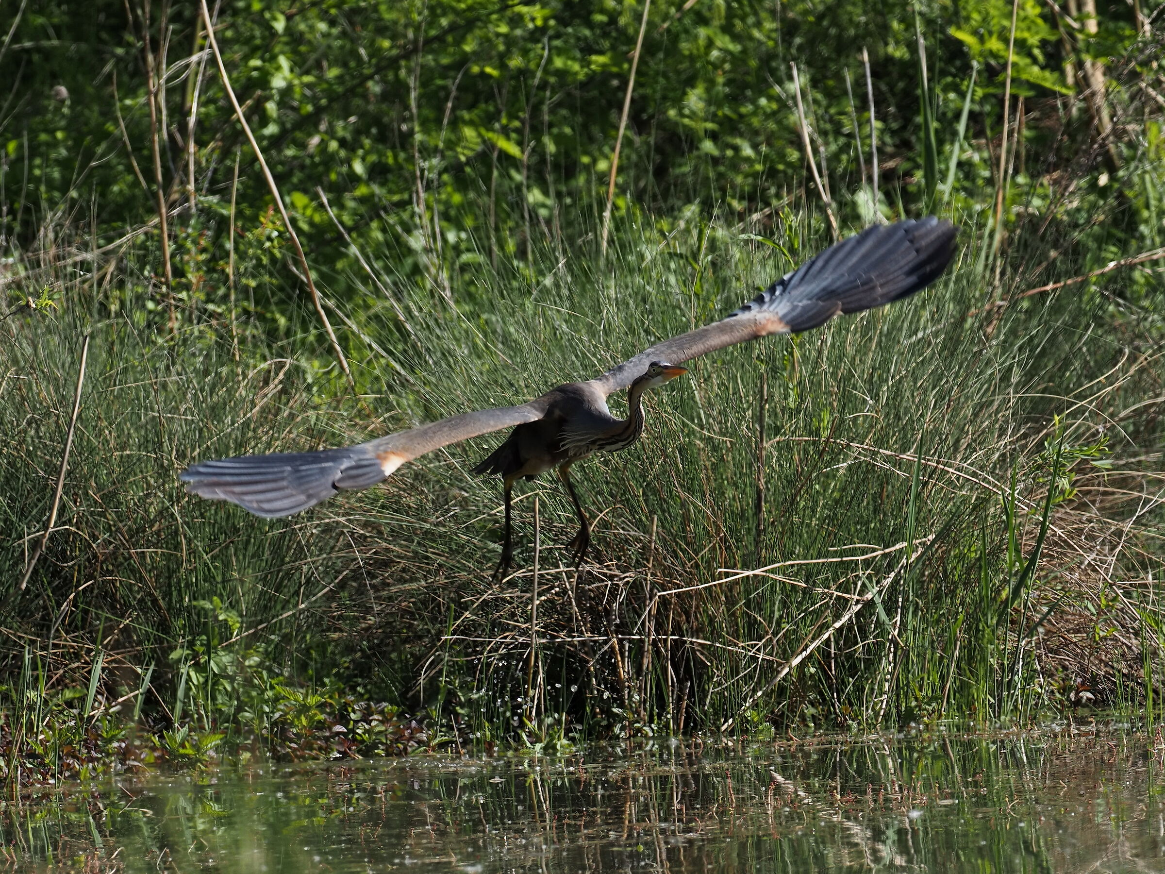 airone rosso finalmente