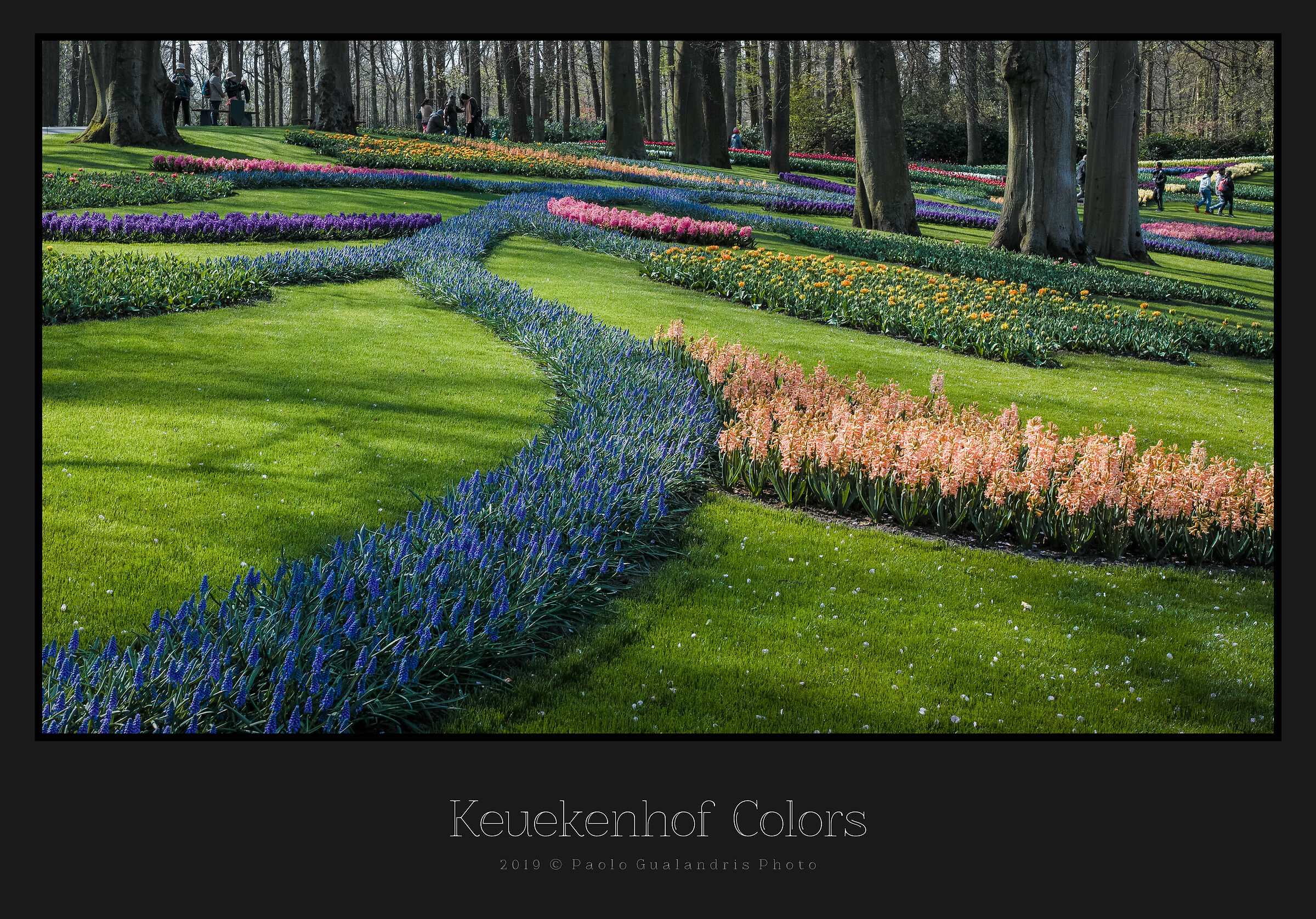 Keuekenhof Colors