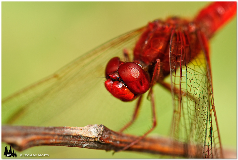 Sympetrum Sanguineum