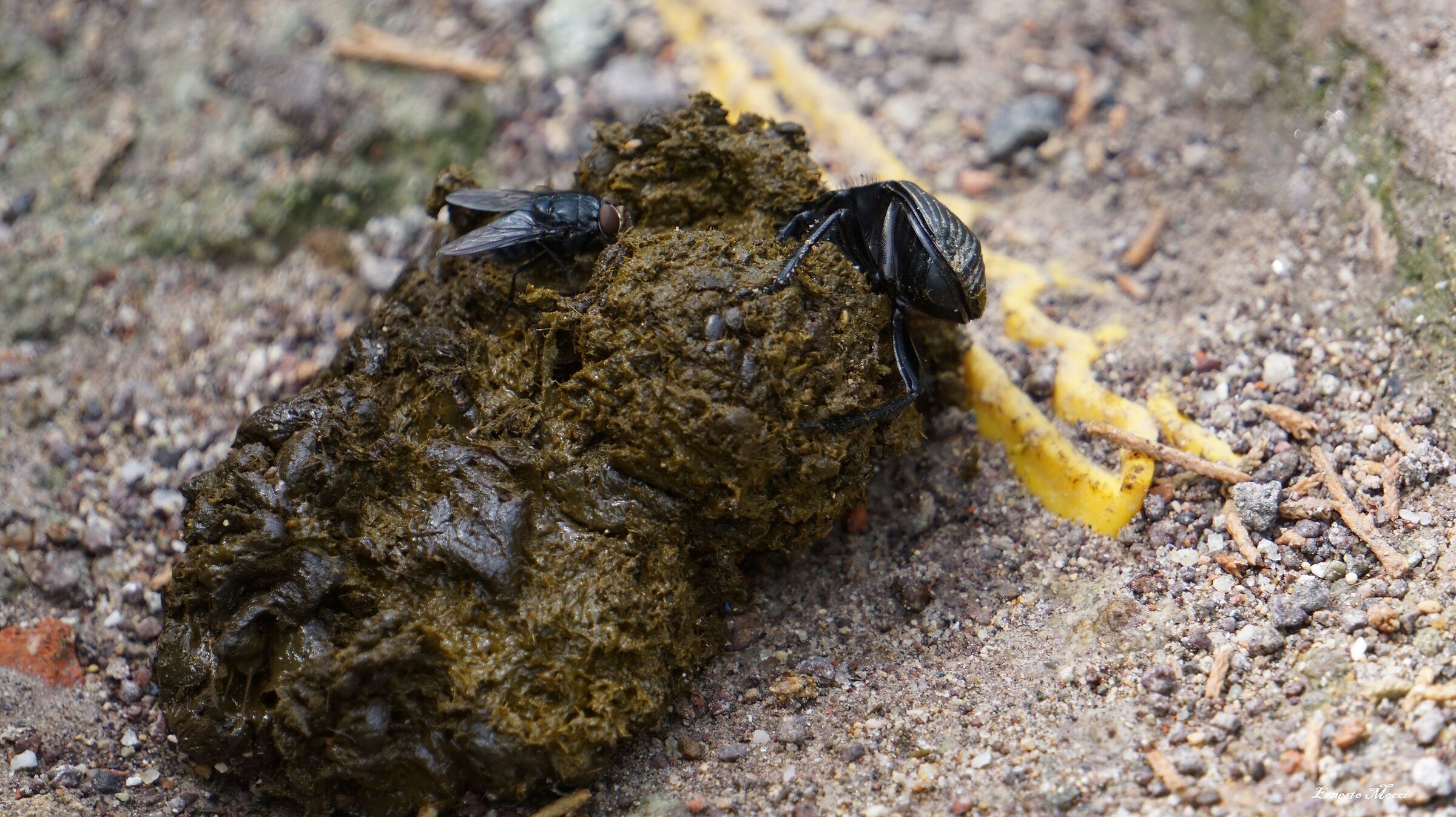 Messaggio Forte, Se si Estinguono Siamo nella m....