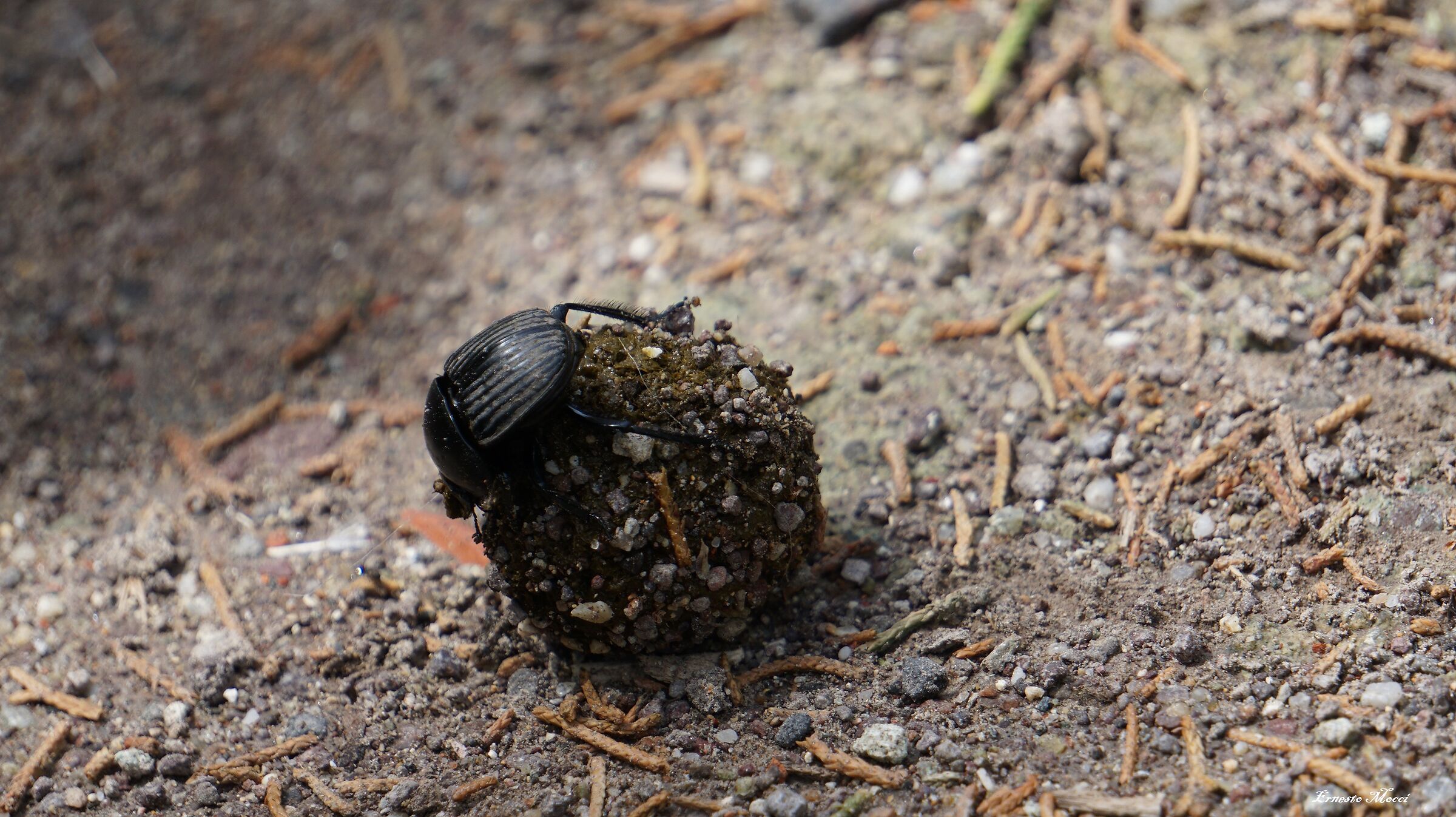 Inventore della “Ruota”, l'Antico Egitto lo ...