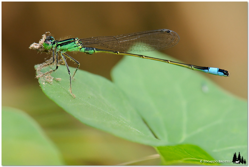 Ischnura Elegans divora una preda