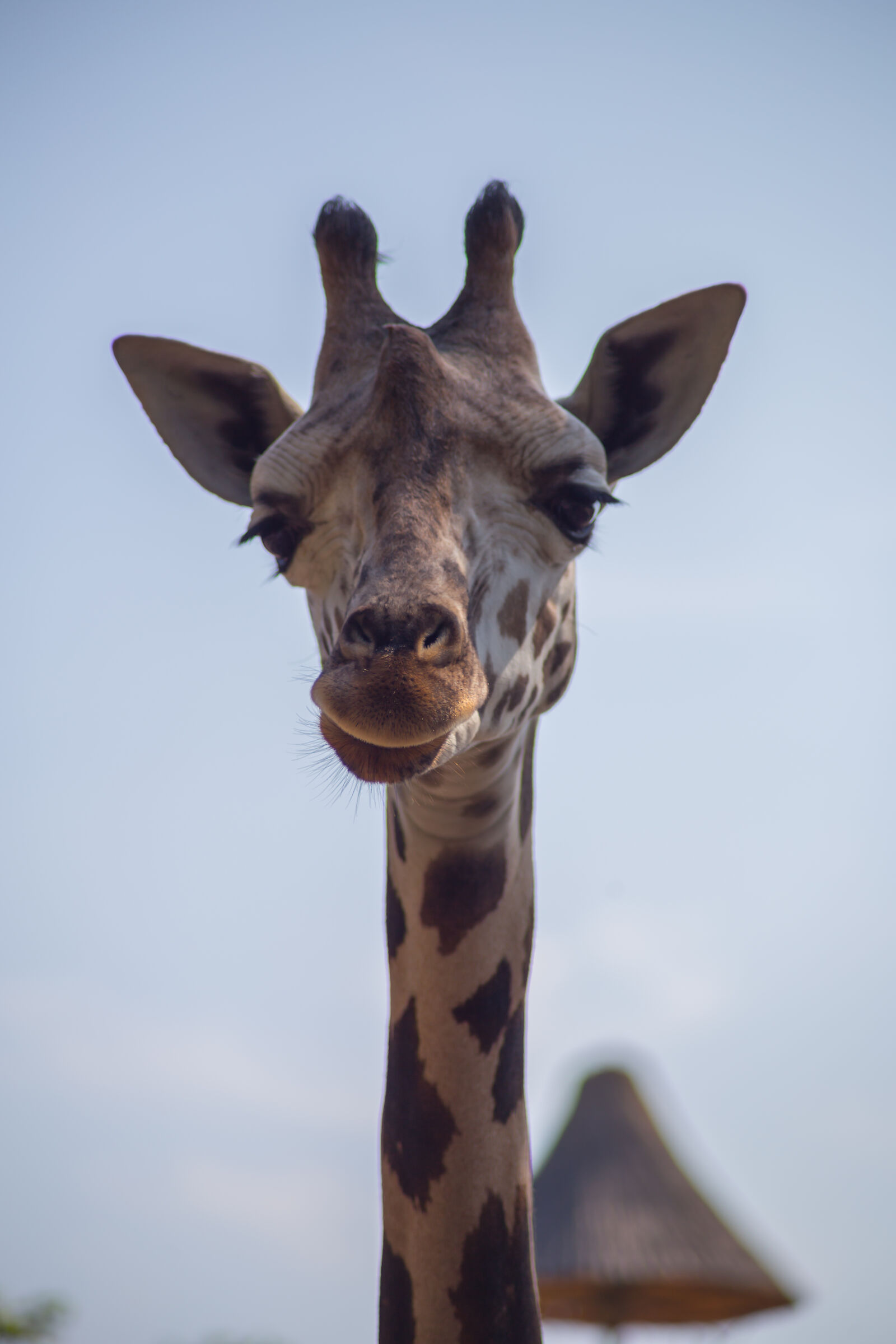 Who doesn't love giraffes?