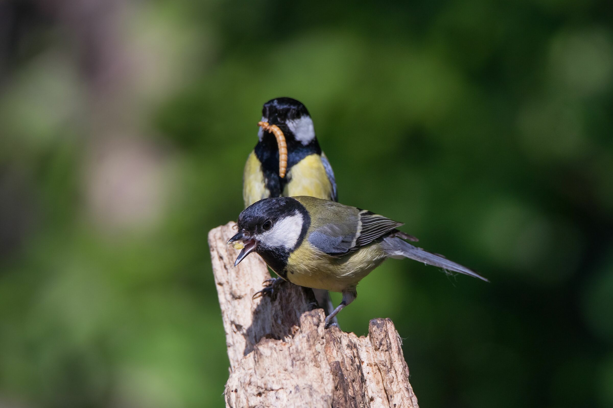 il dono dell cinciallegra