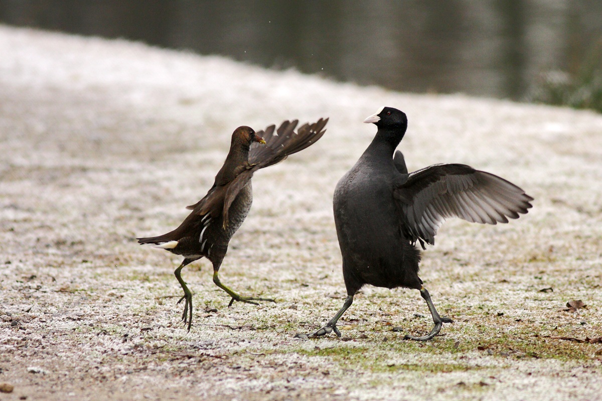 Hen vs Coot