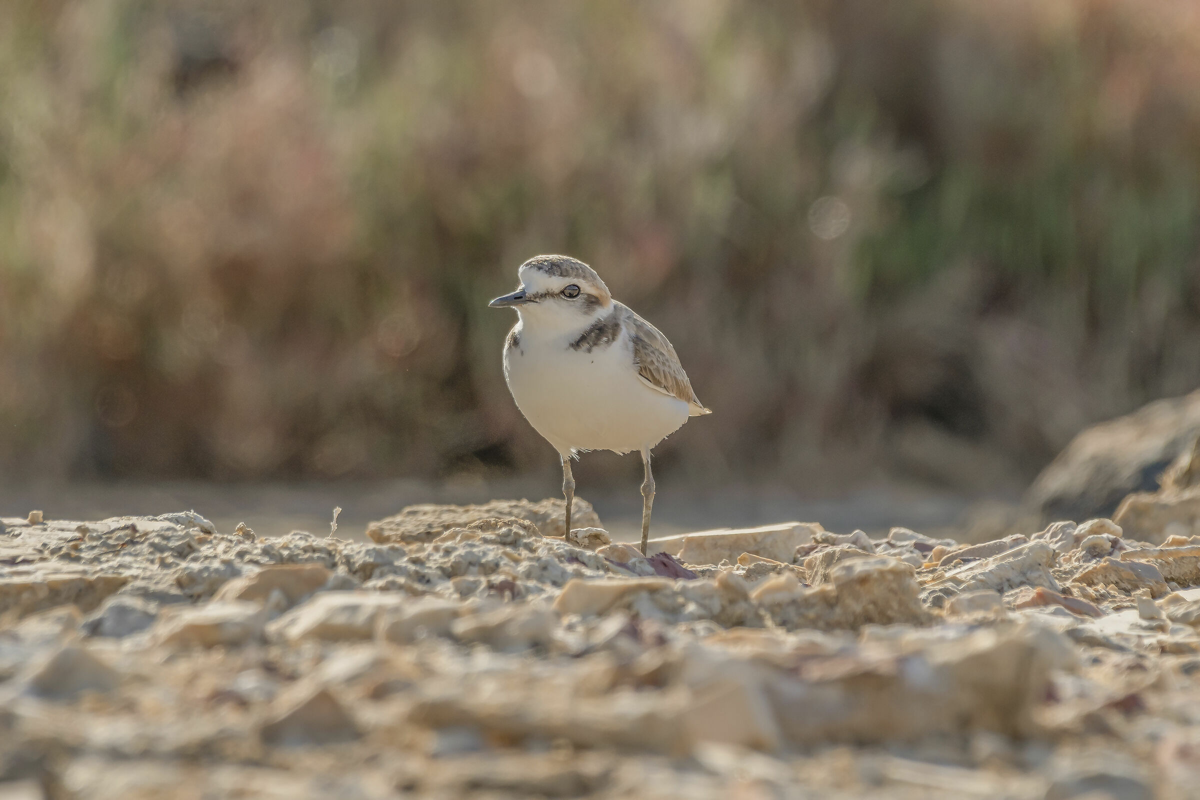 Fratino -alle prime luci tiepide del mattino