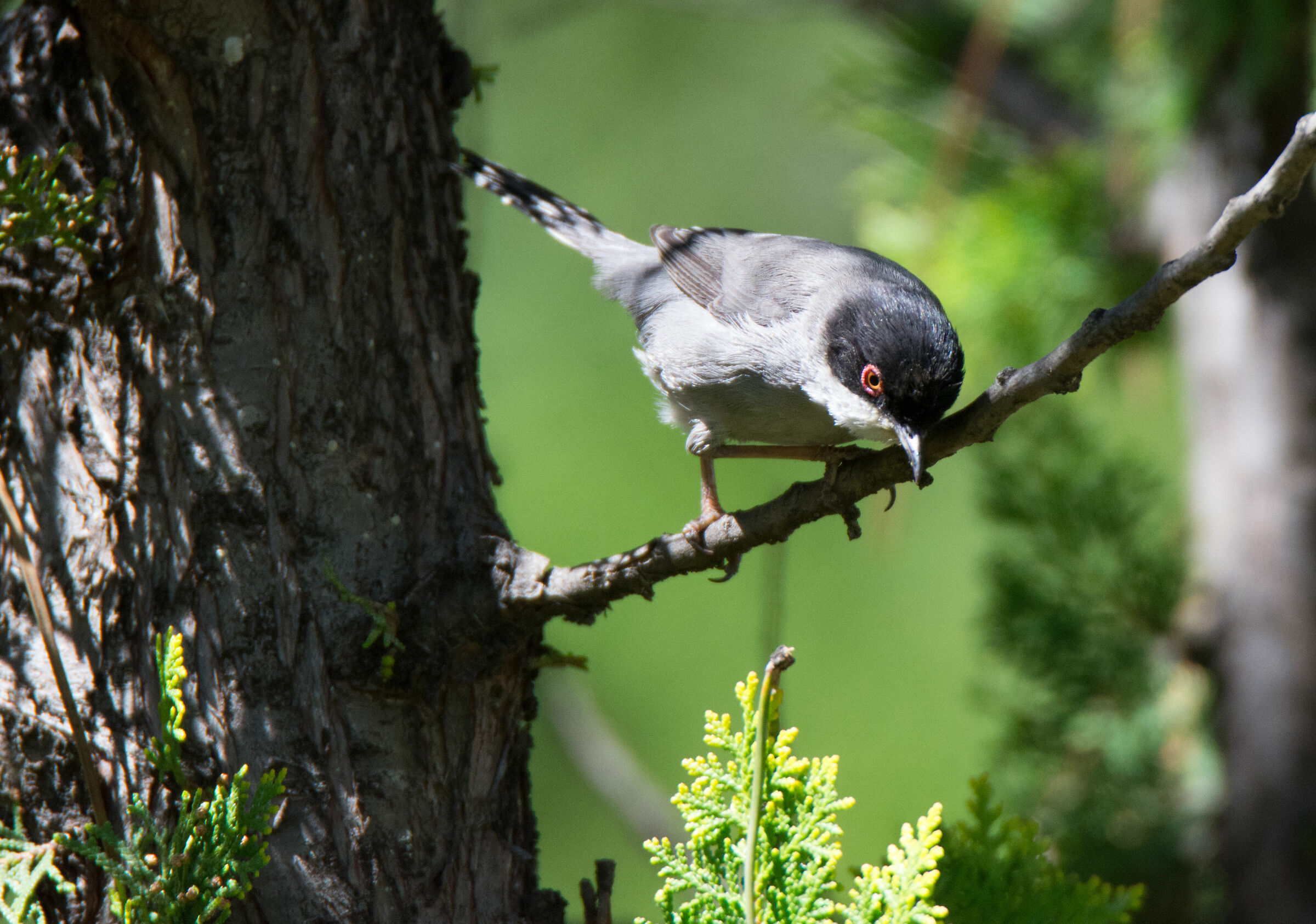 Sardinian Warbler