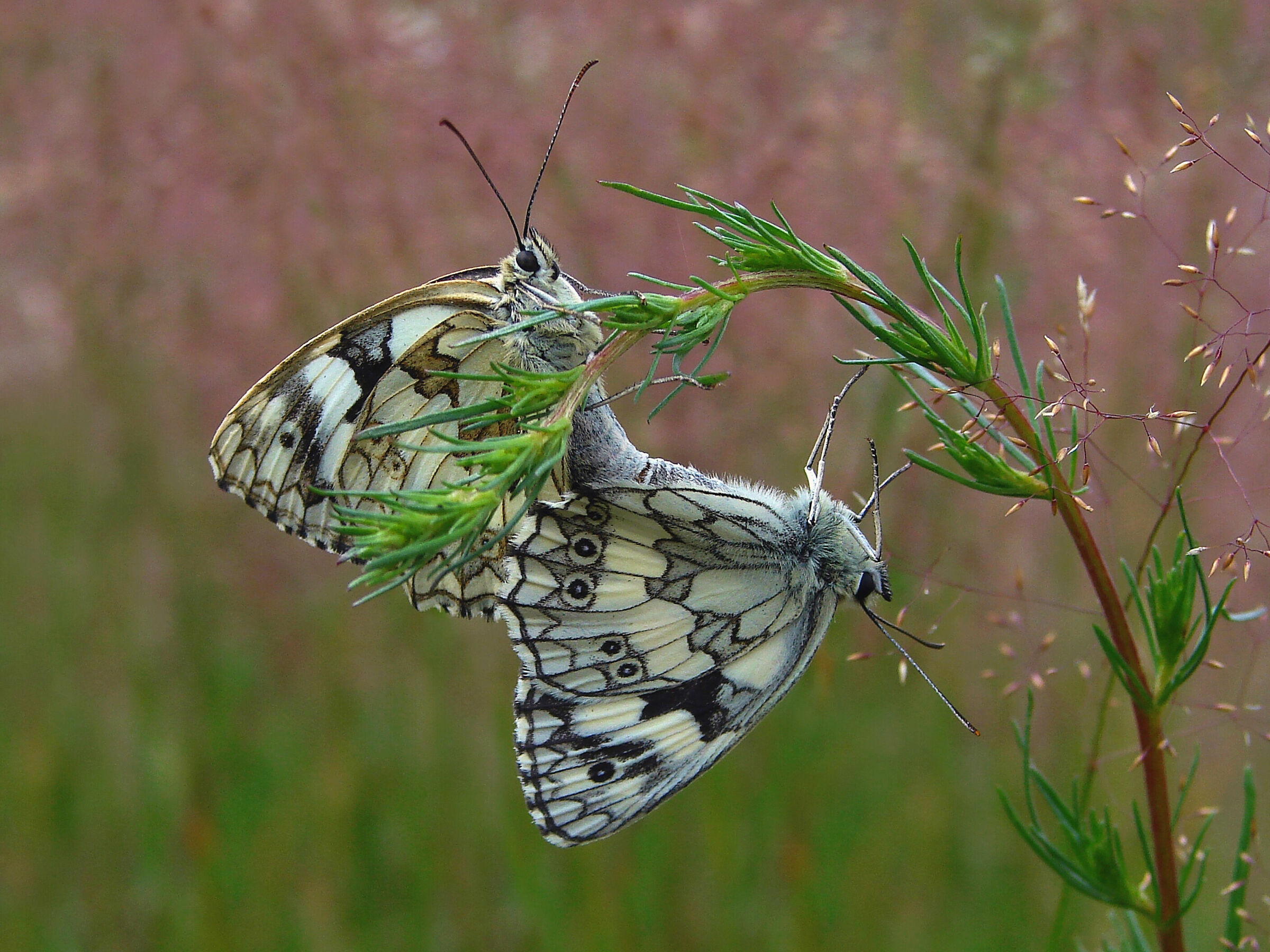 Polowiec szachownica