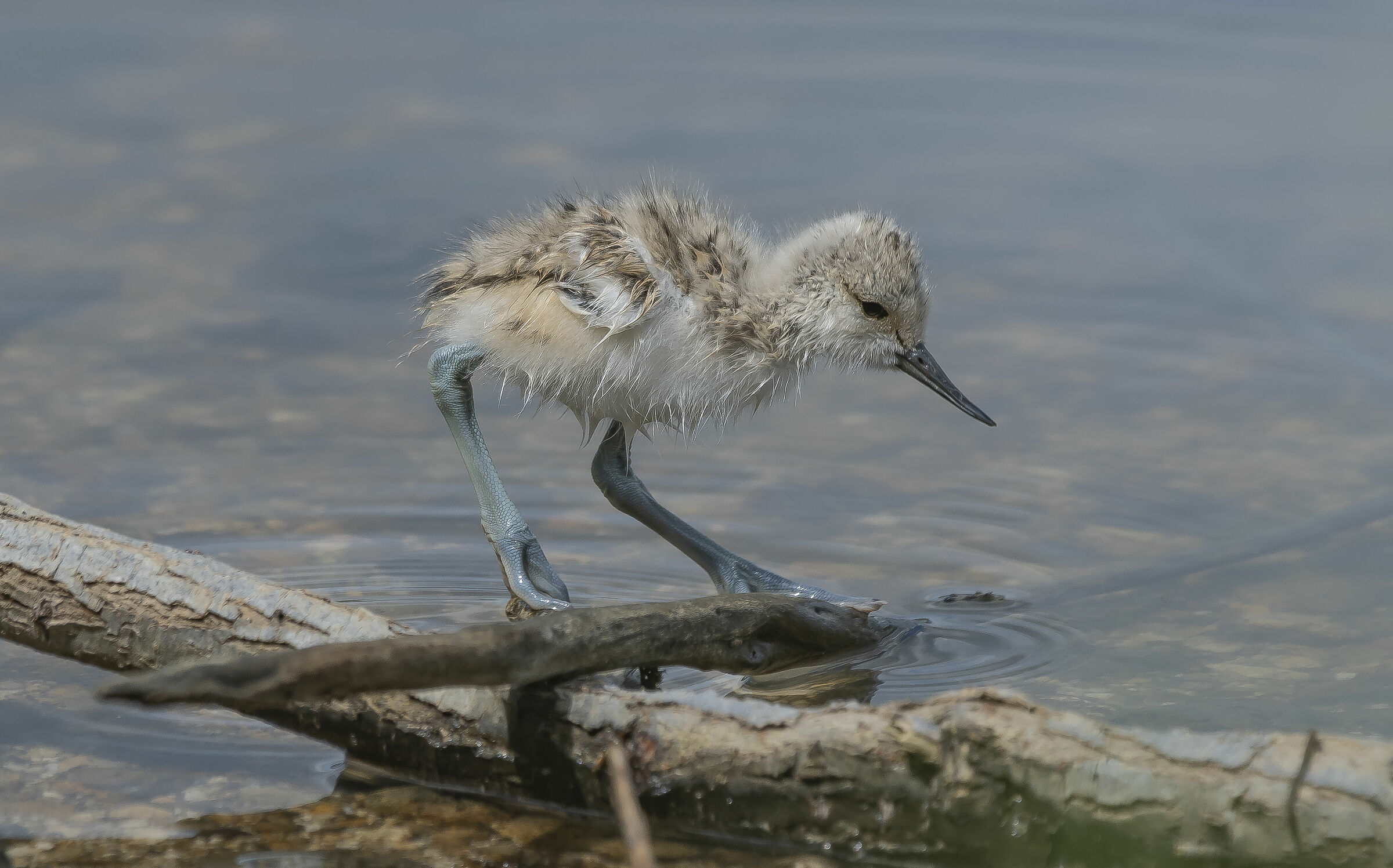 RnO Saline di Priolo Sicilia Pullo Avocetta