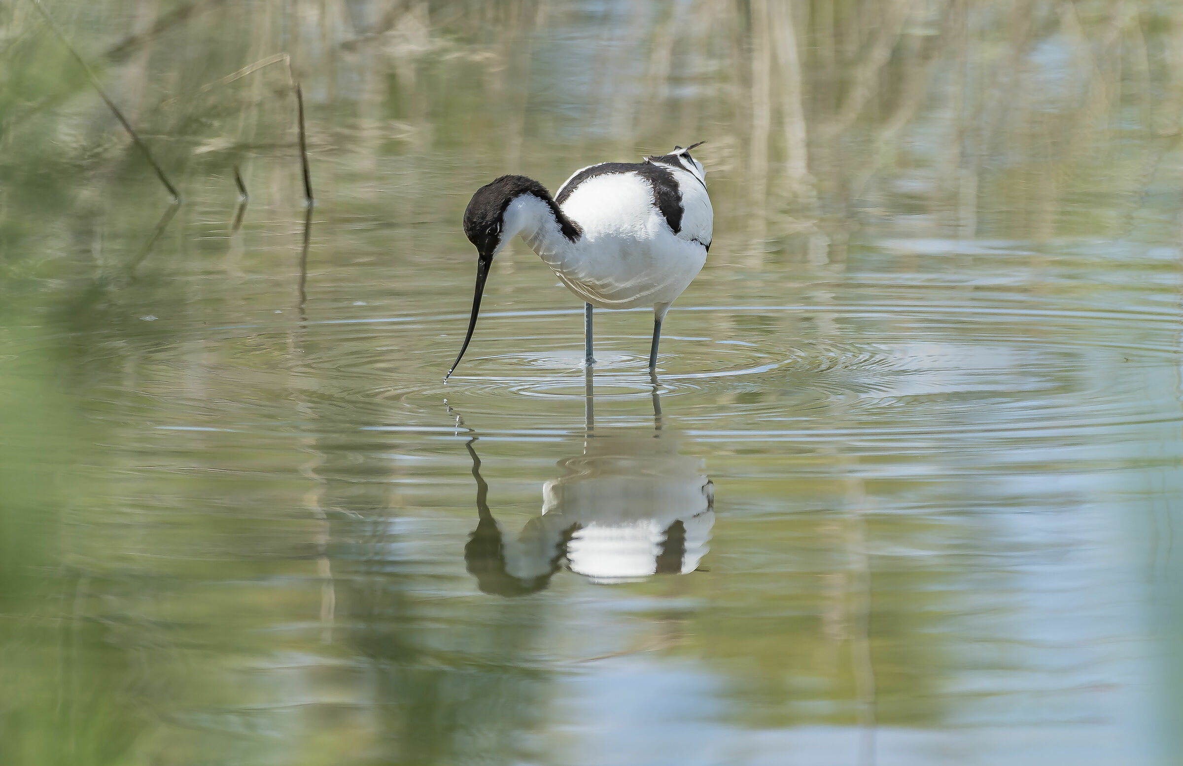 RnO Saline di Priolo Sicilia Avocetta