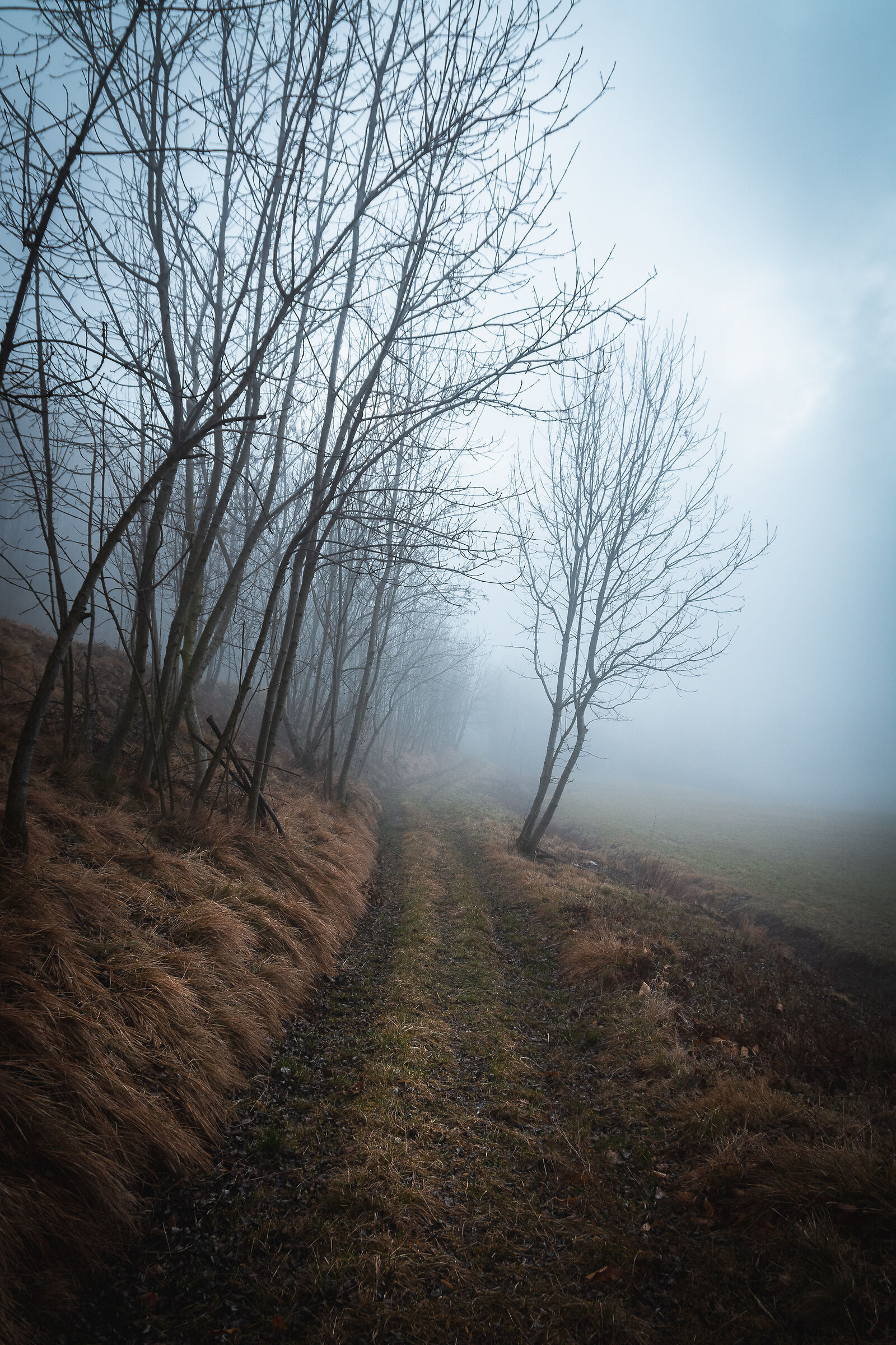 Foggy Pathway