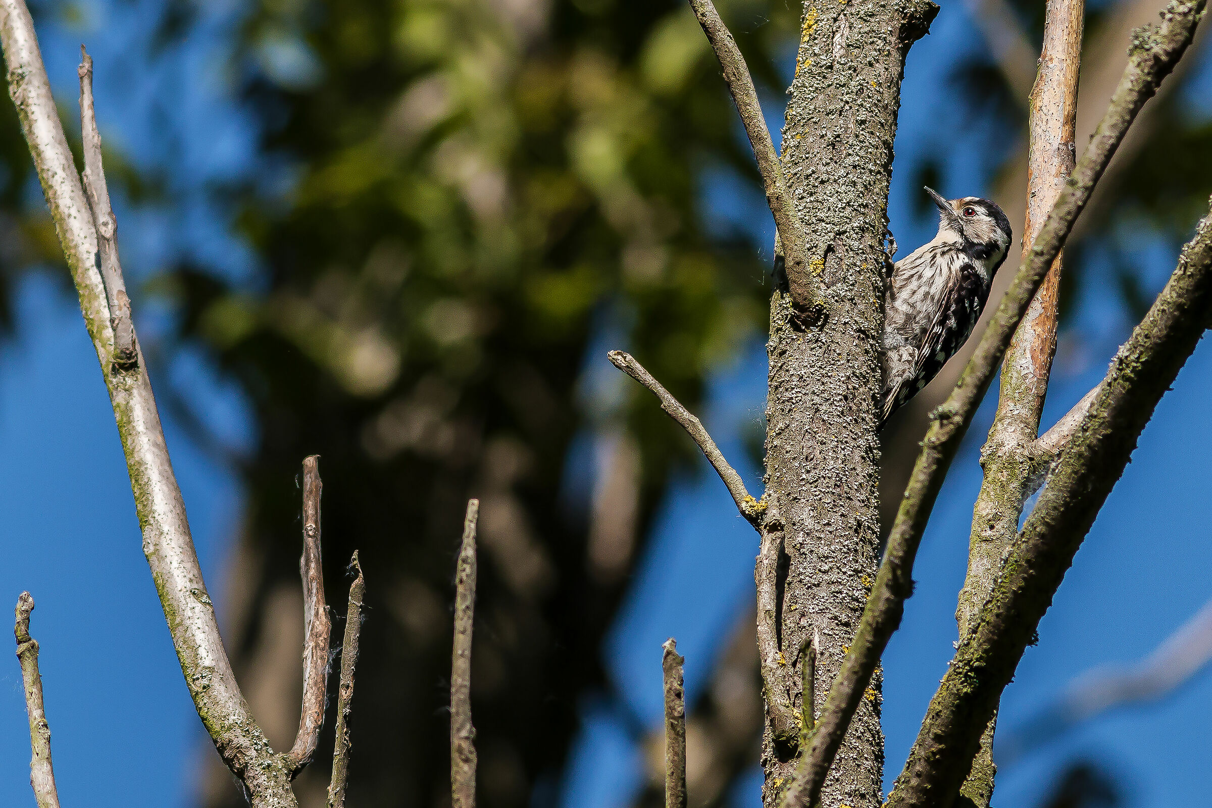 Picchio Rosso Minore