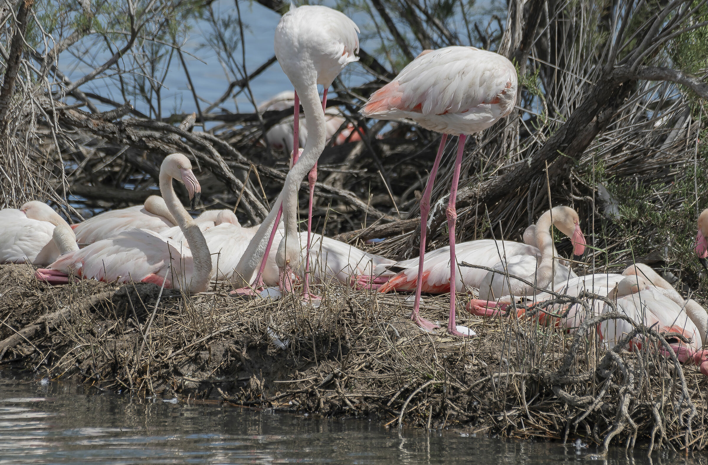 Rno Saline di Priolo- La cova dei Fenicotteri-