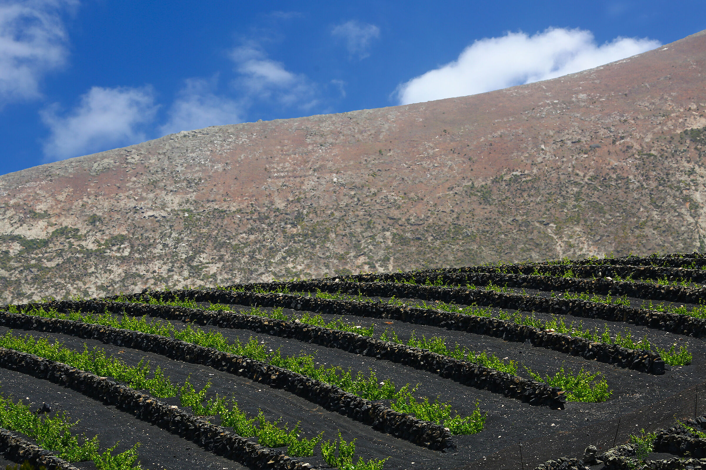 Lazarote Vineyards (Spain)