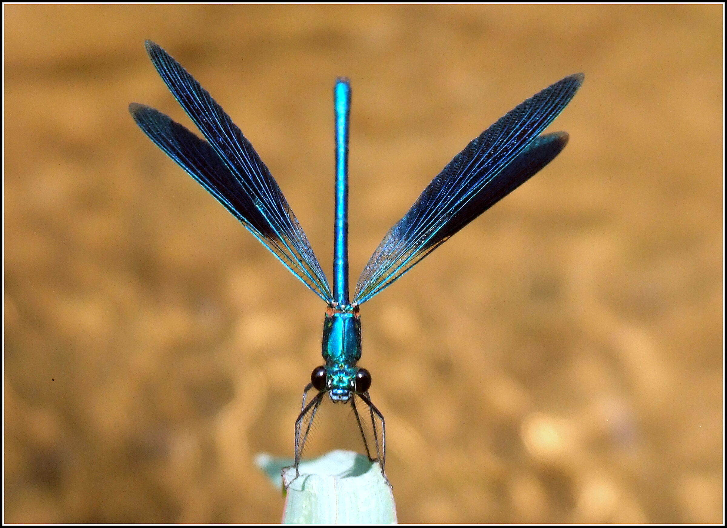 "Calopteryx splendens" male