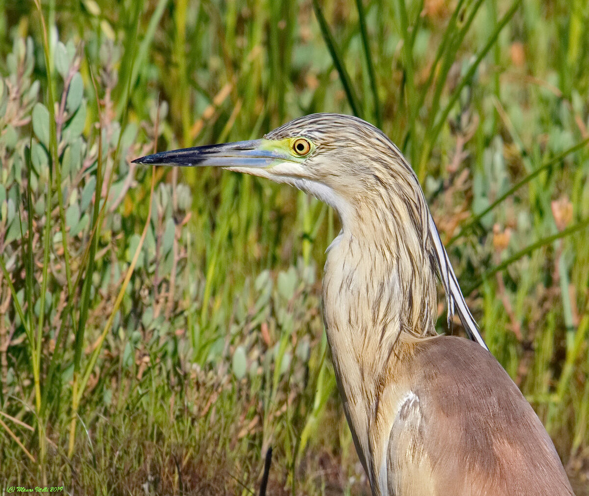 Portrait of Sgarza Ciuffetto
