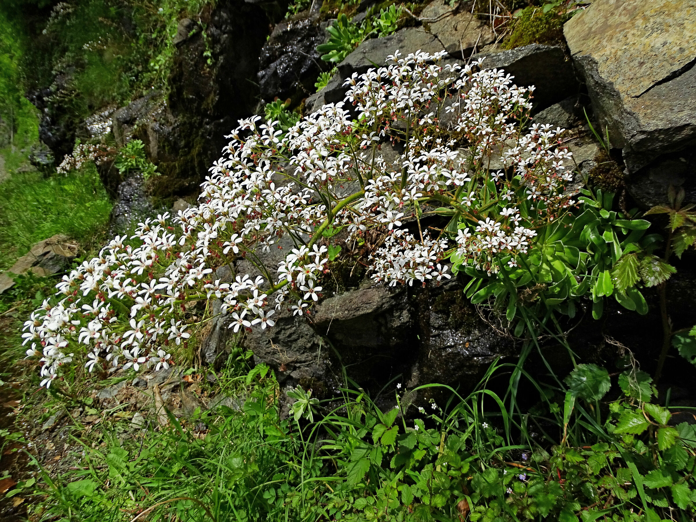 Saxifraga cotyledon (on Valsesia Provincial Road)