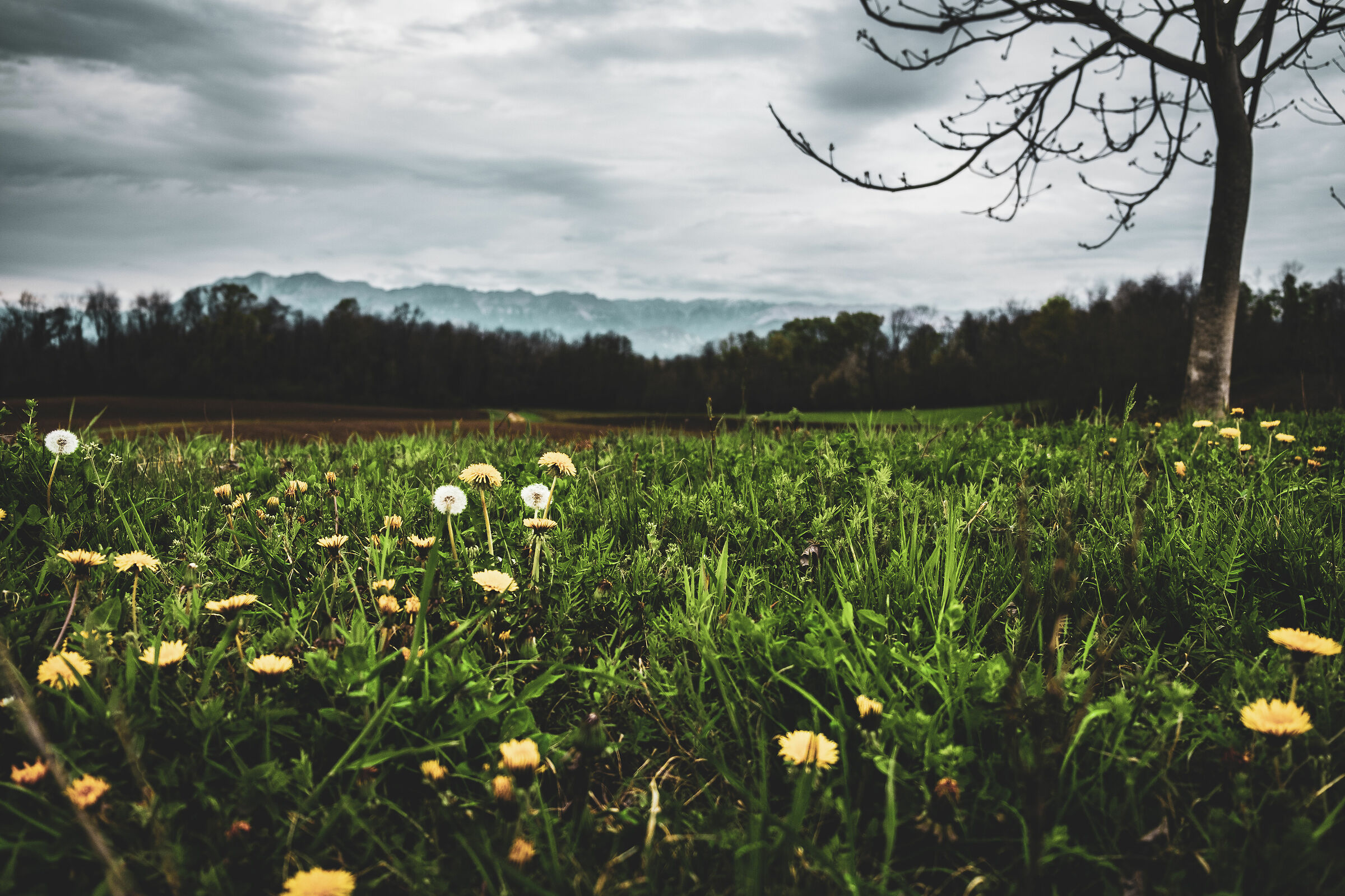 Laipacco tra i fiori