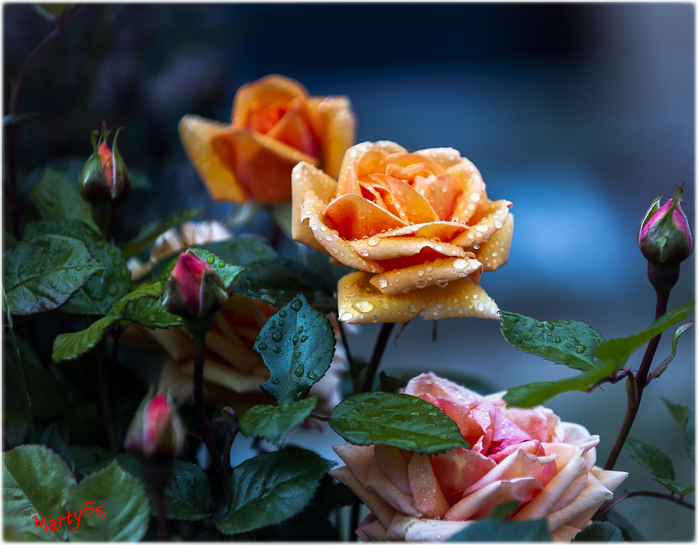 May... Month of Roses