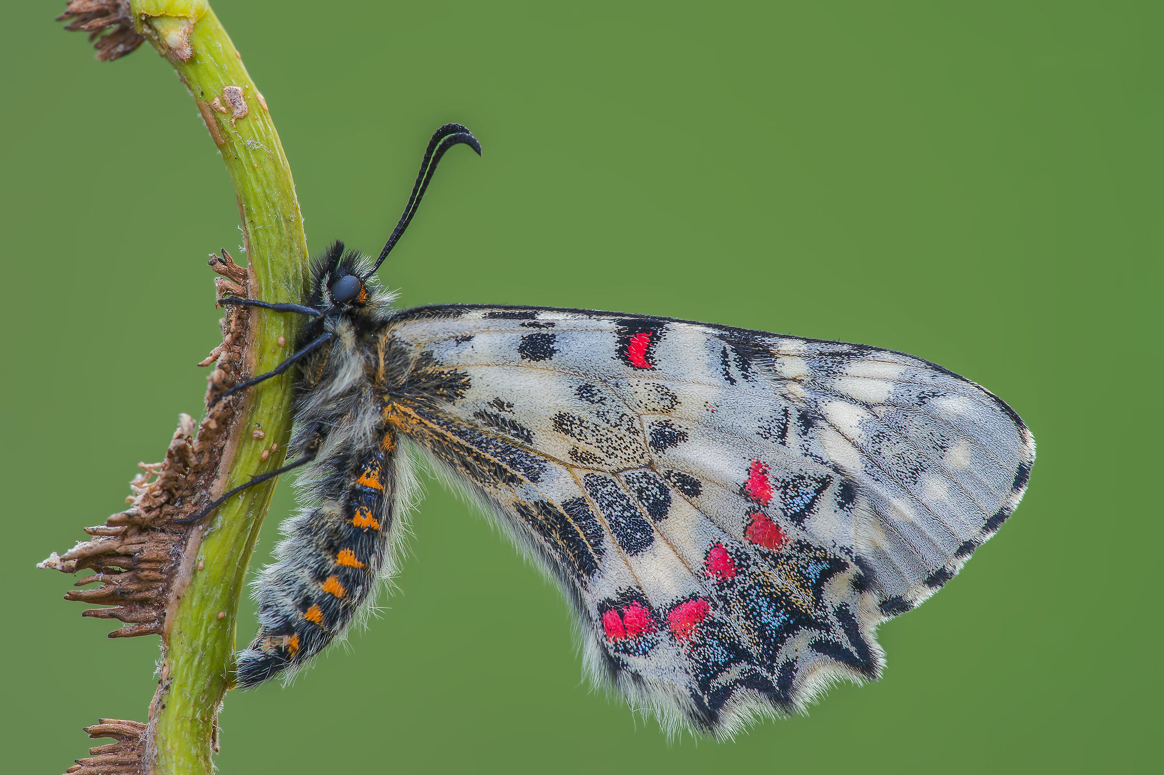 Caucasian Allancastria