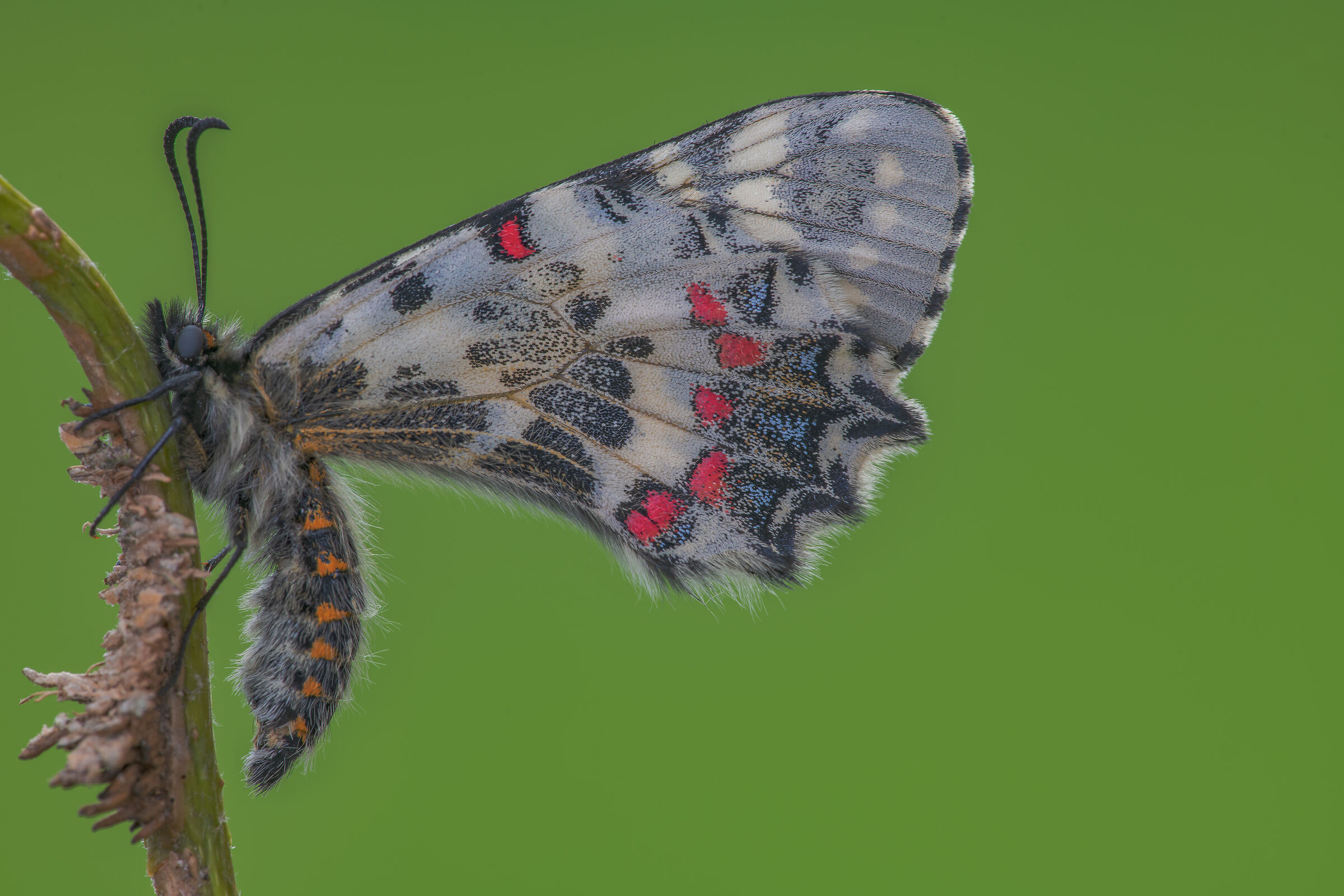 Caucasian Allancastria