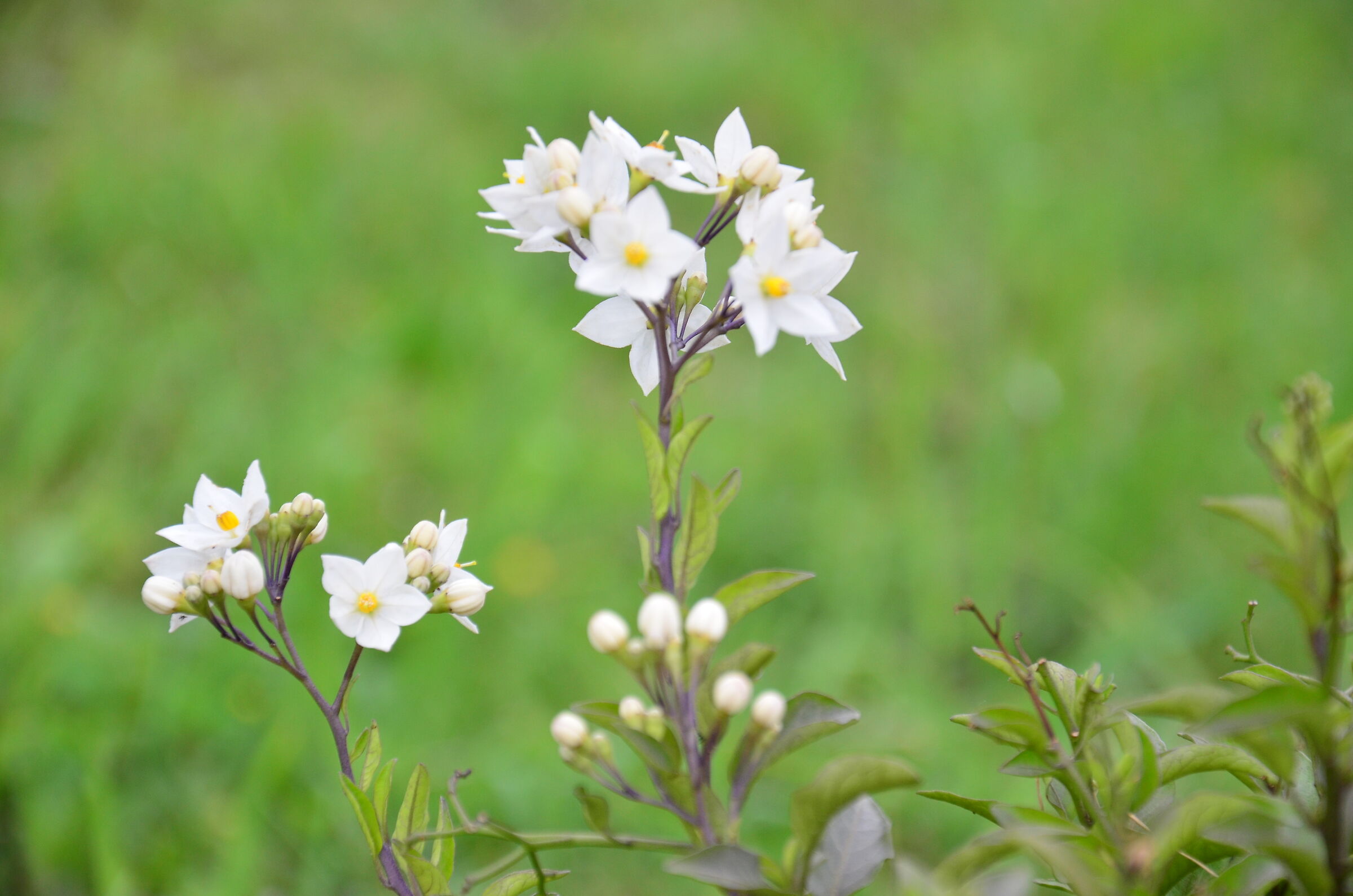 La delicatezza di un fiore...