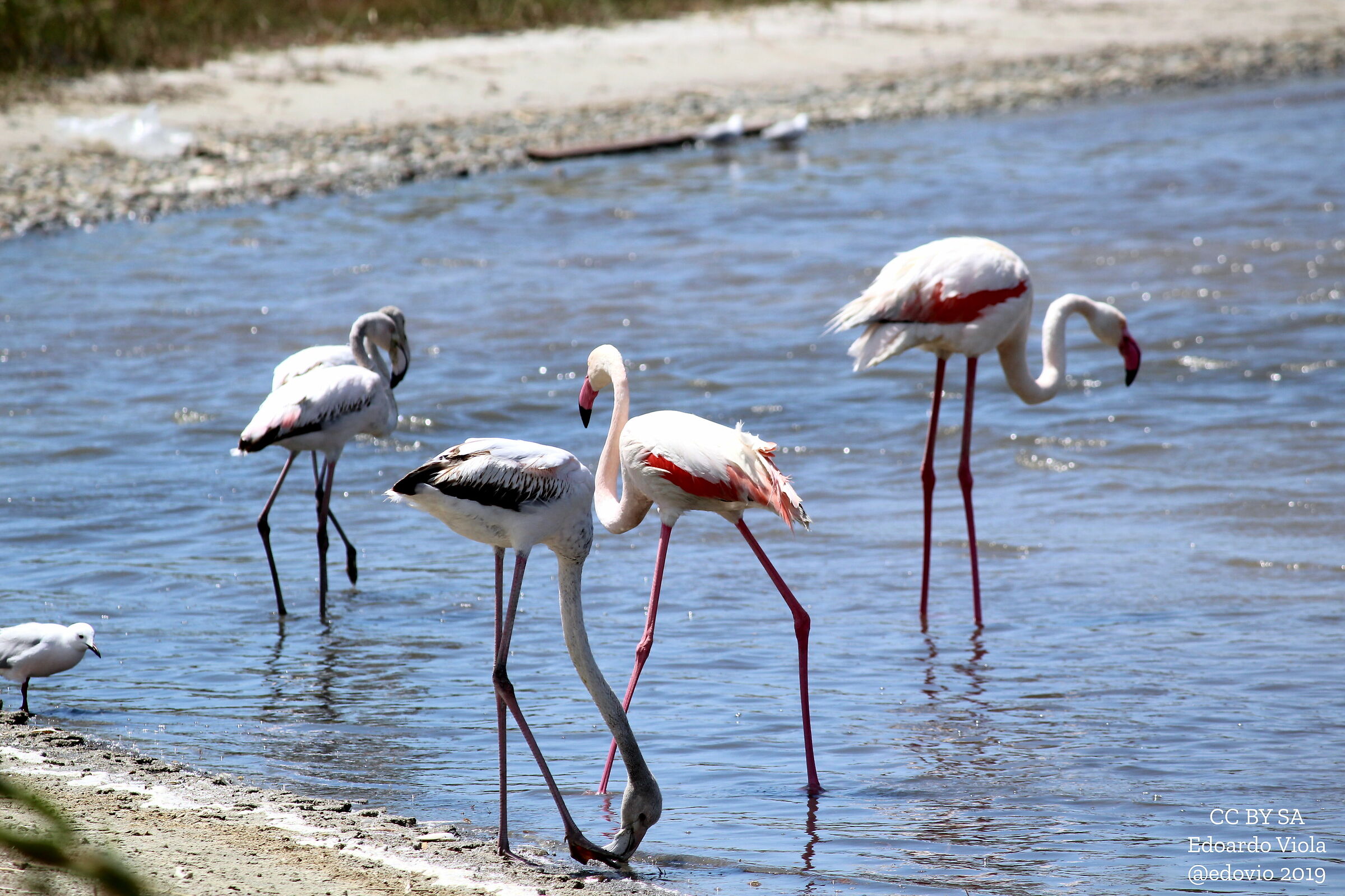 Fenicotteri 3