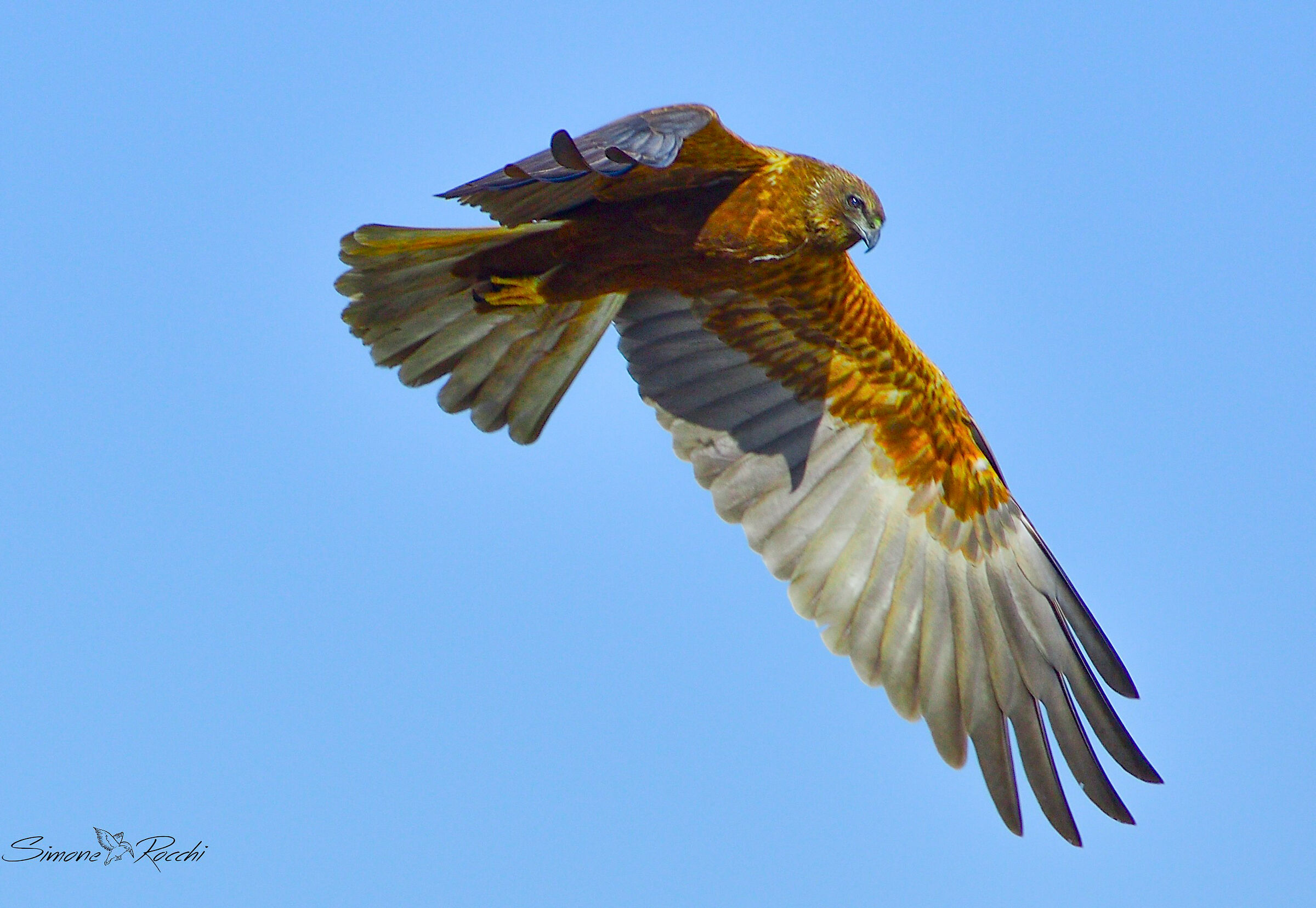 Alla ricerca di un pasto