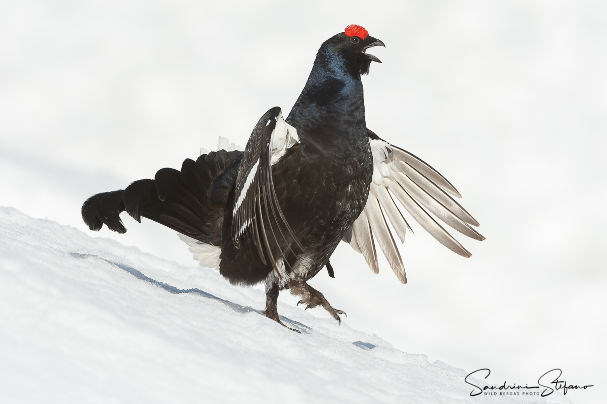 Gallo forcello