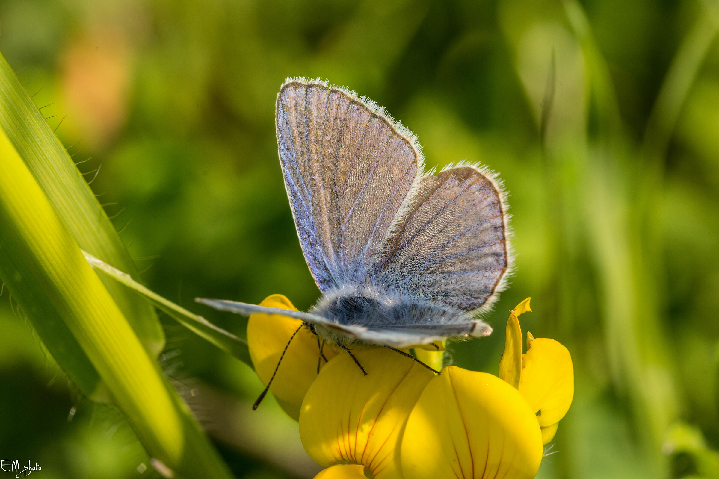 Polyommatus icarus maschio