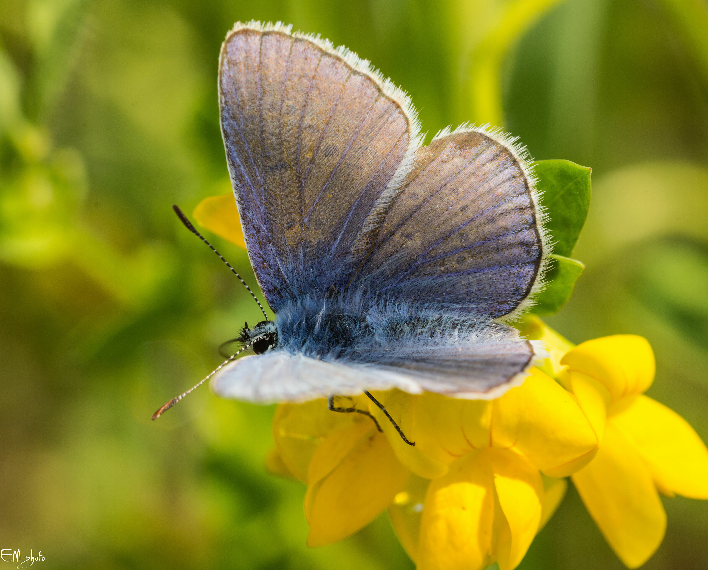 Polyommatus icarus maschio