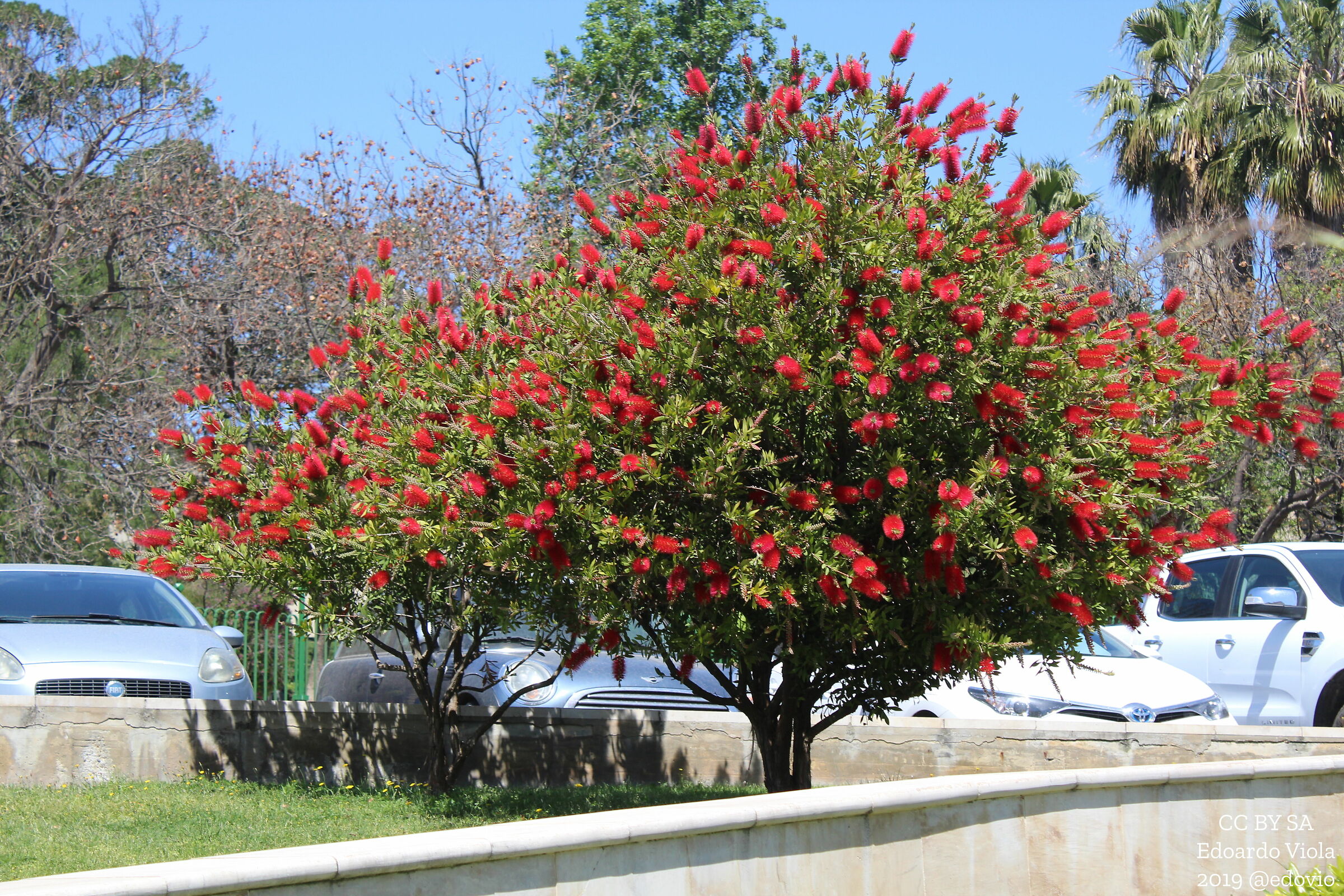 Albero in Fiore - Cagliari