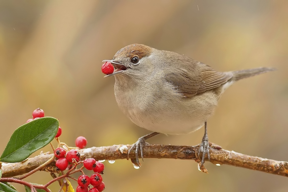 female blackcap