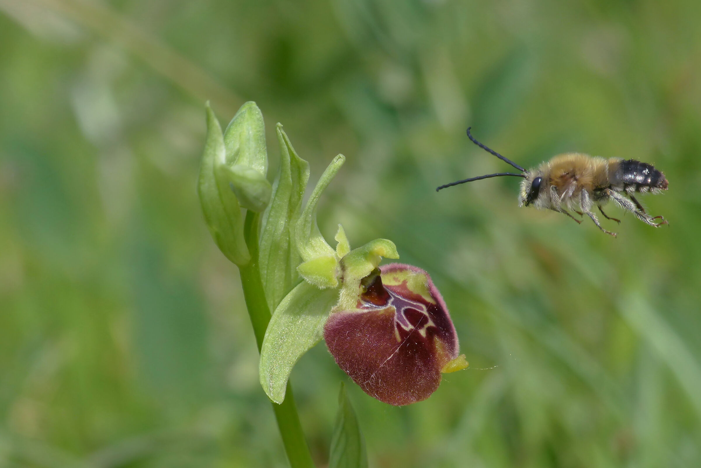 O. parvimaculata con Eucera sp.