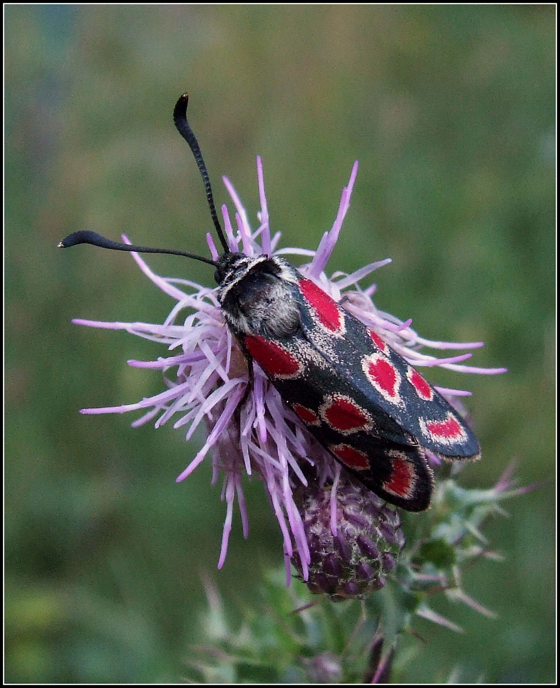 "Zygaena Carniolica"