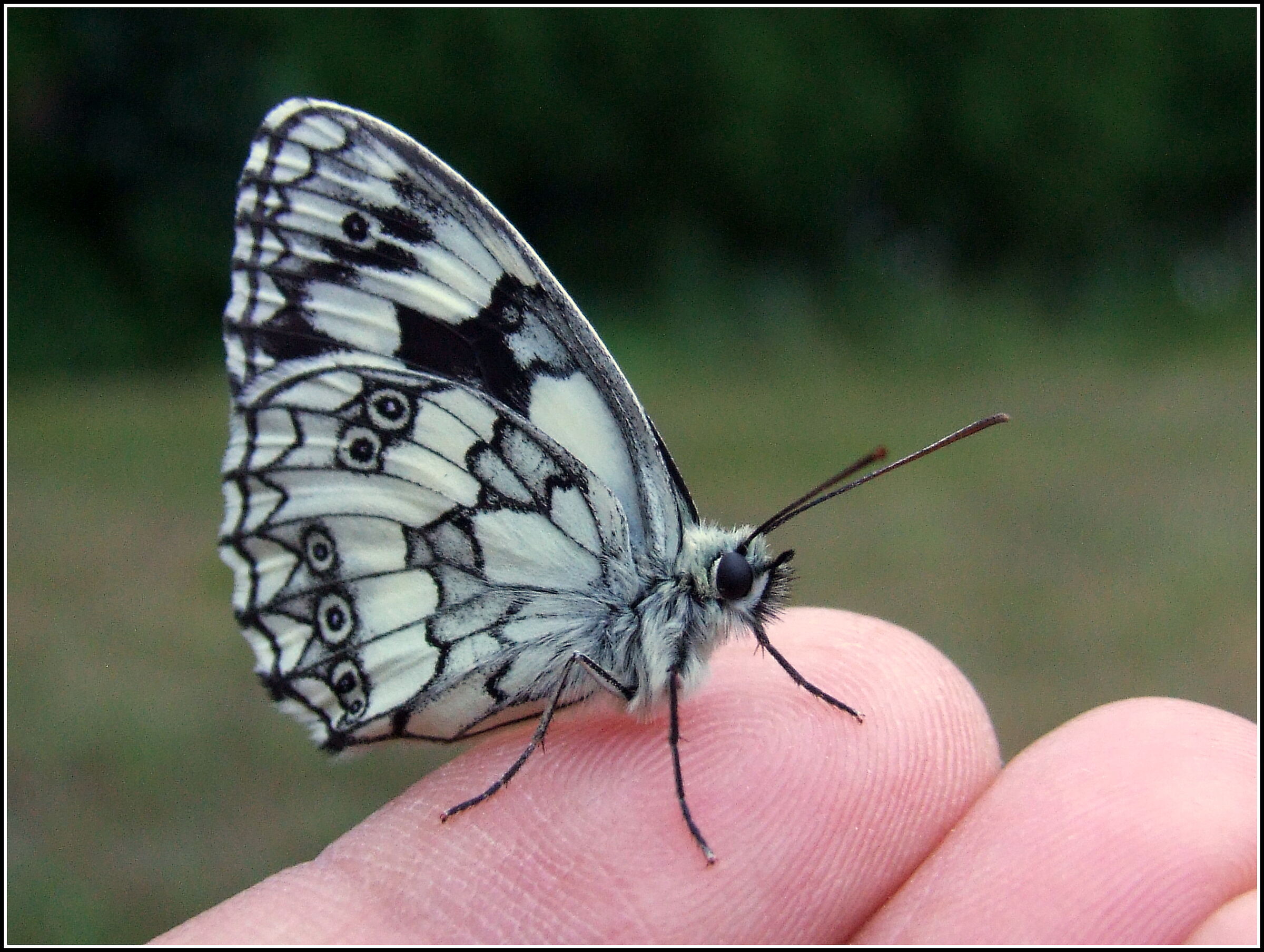 "Melanargia Galathea" male
