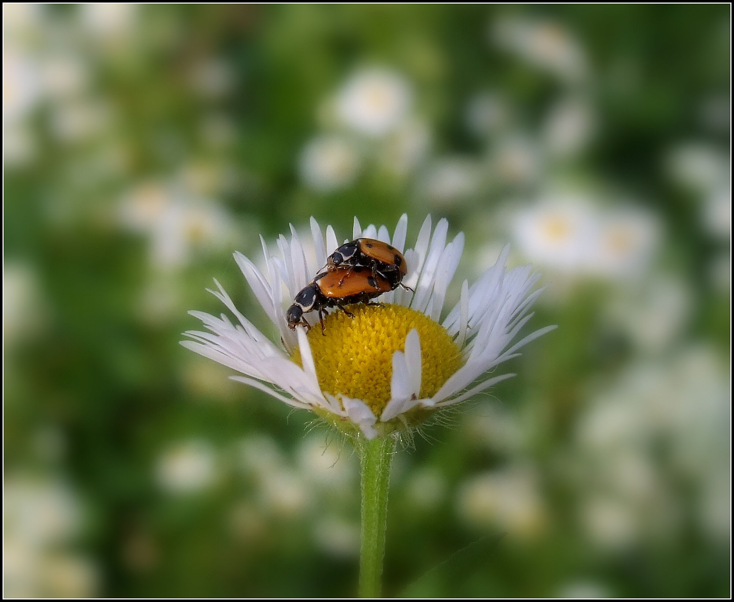 "Ladybird Septempunctata"