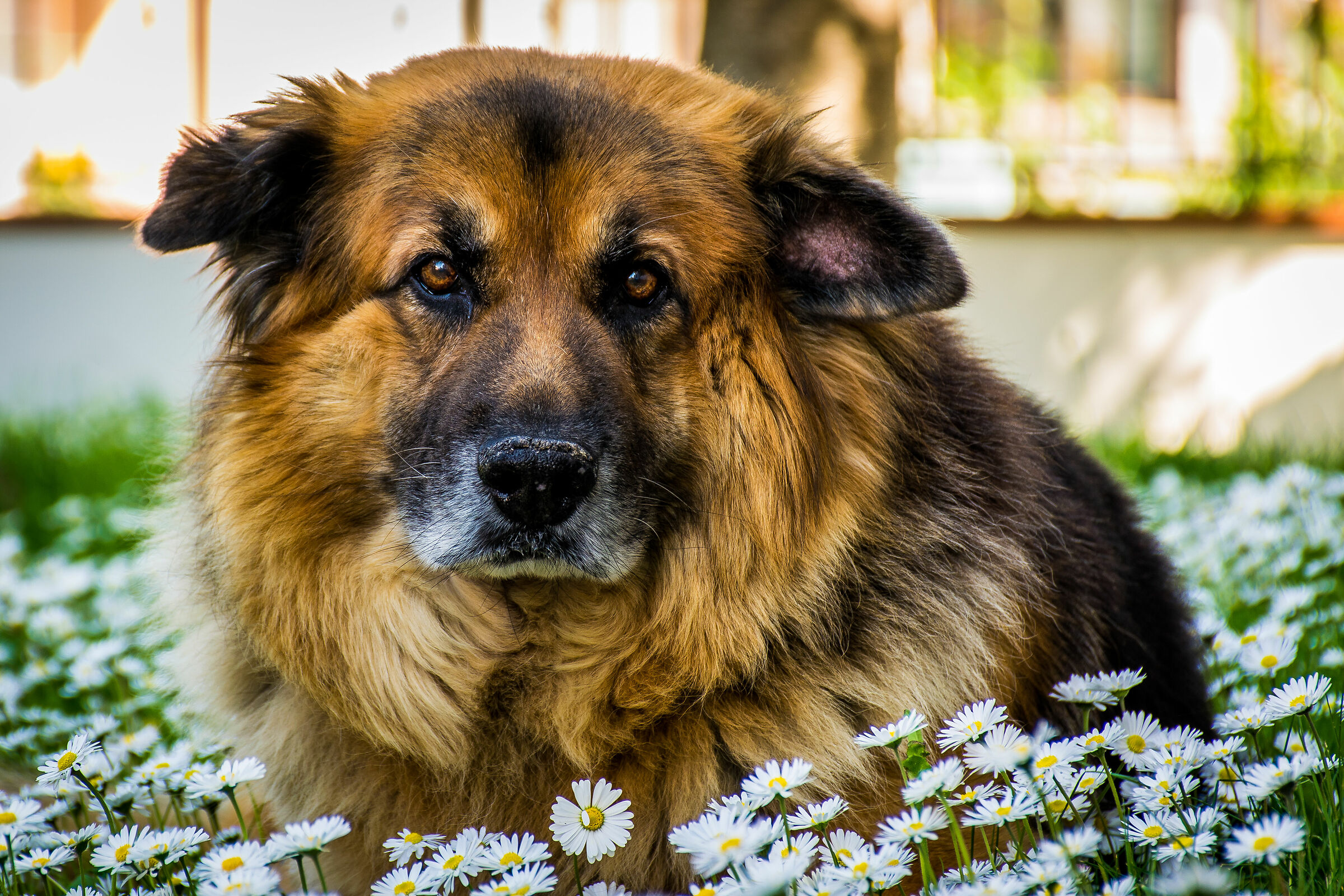 un vecchio amico fedele