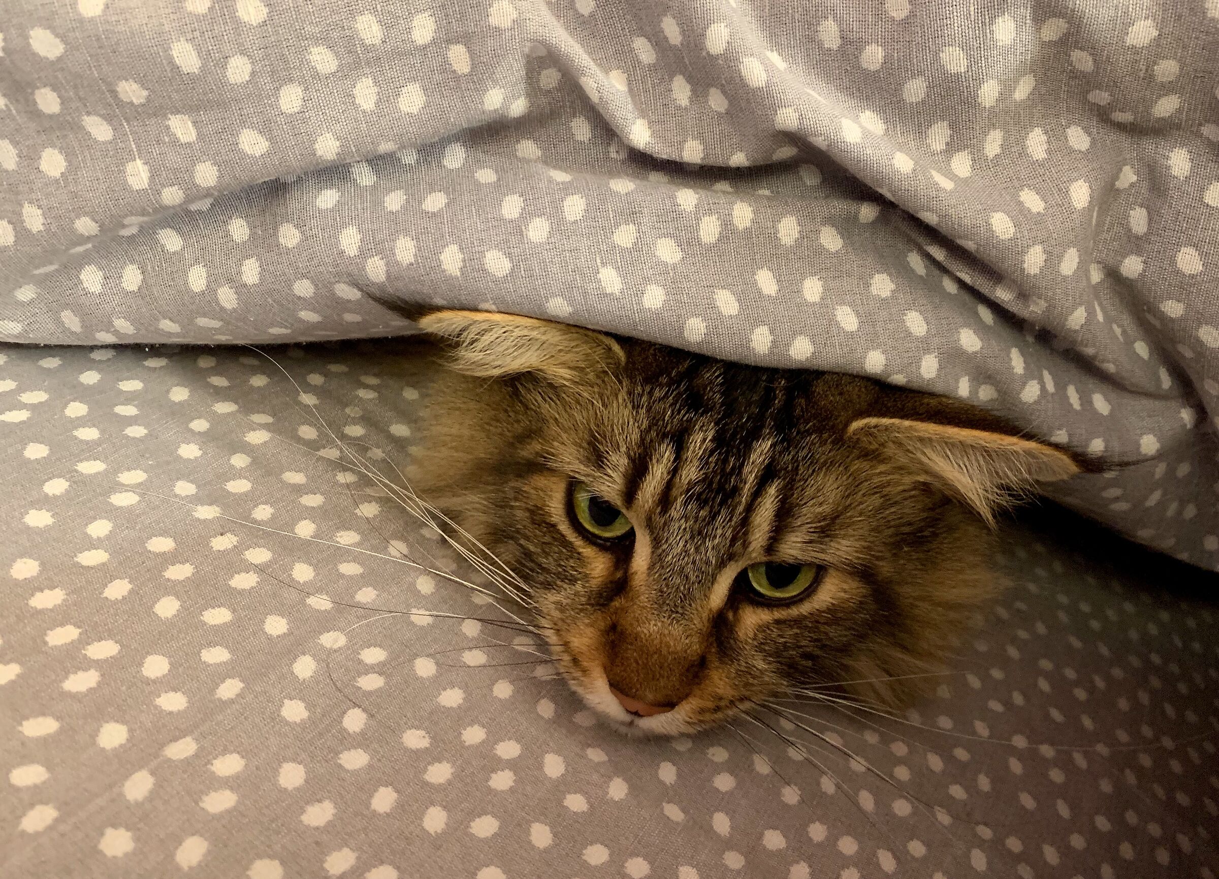 The cat loses the fur but not the vice