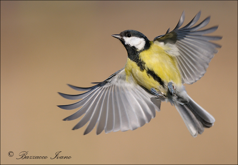 Great tit in flight