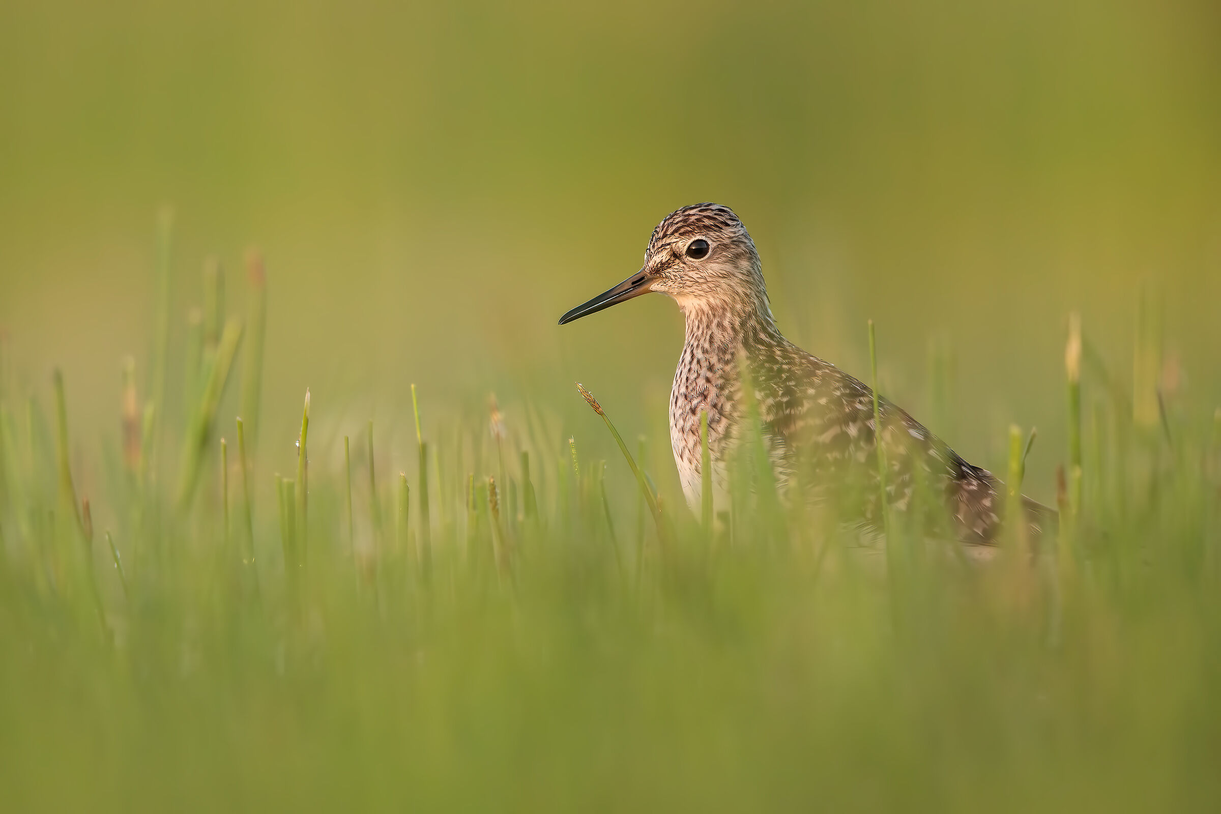 Piro piro boschereccio