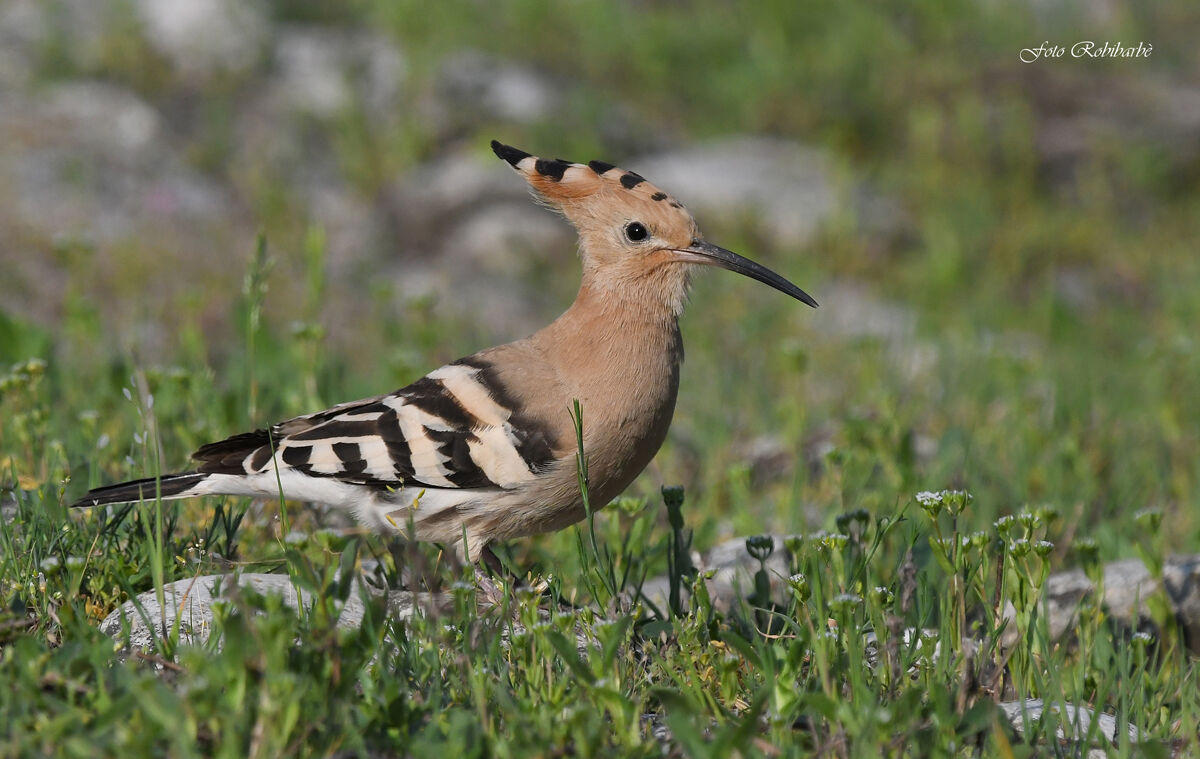 Hoopoe...