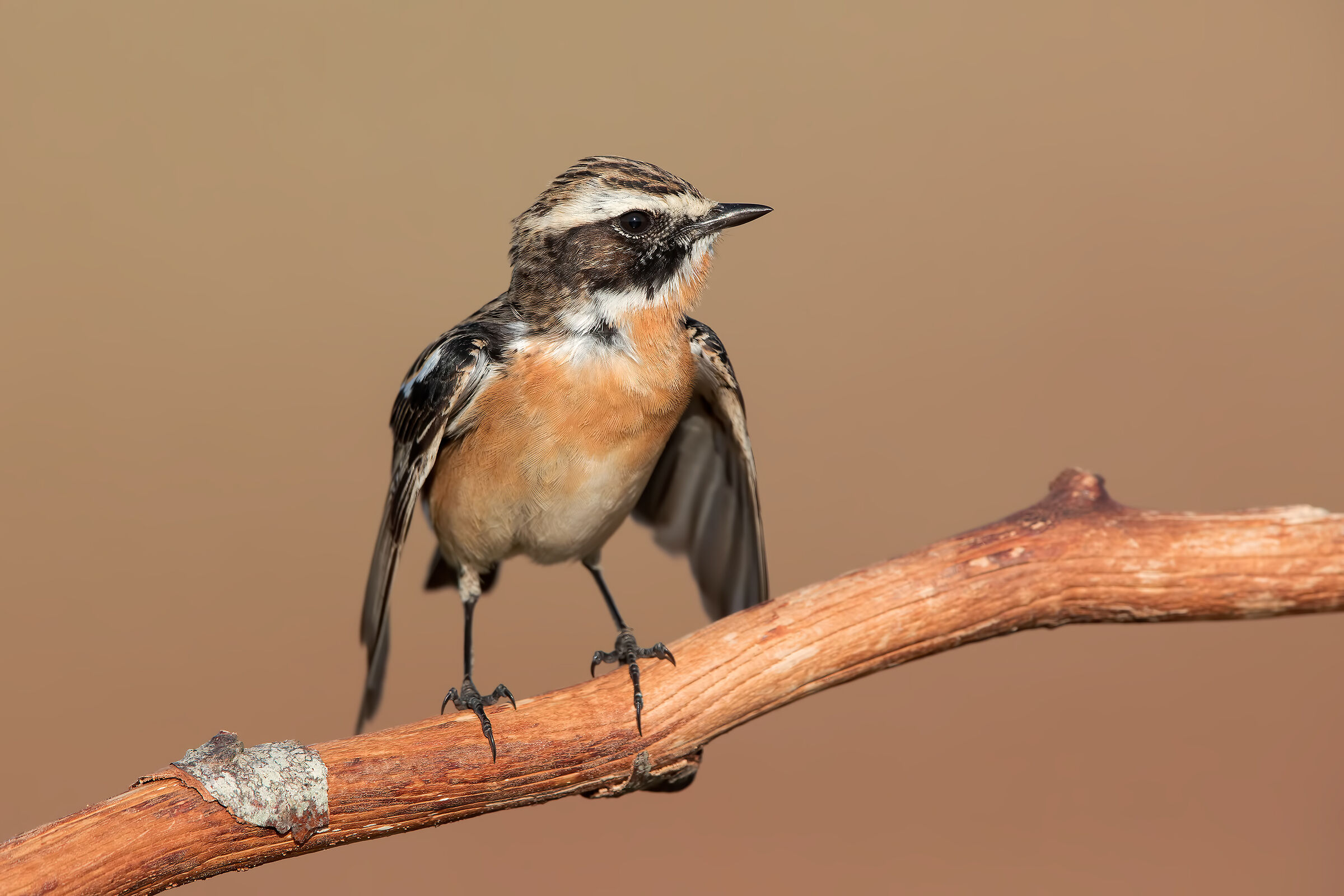Whinchat