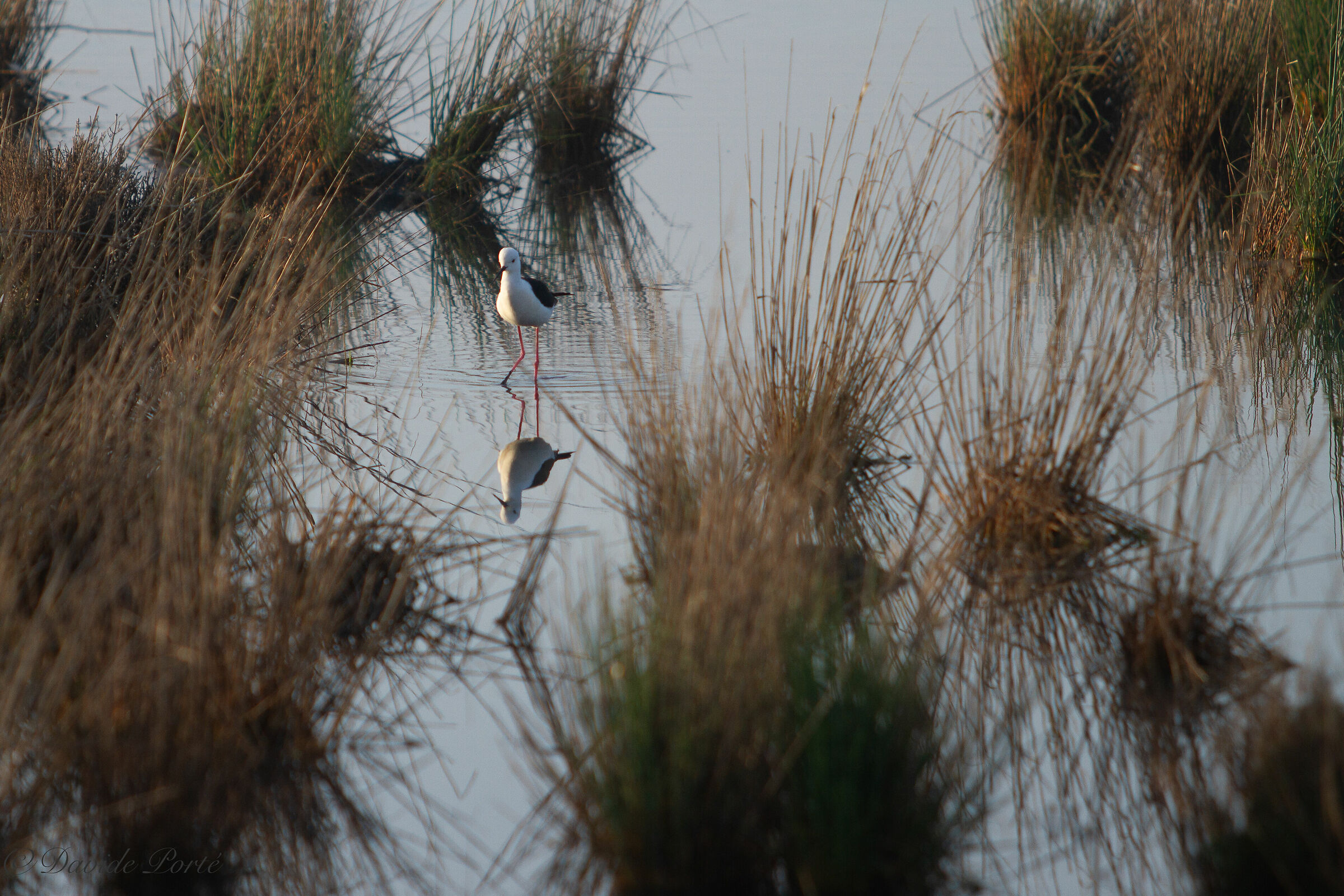 Saline di Comacchio