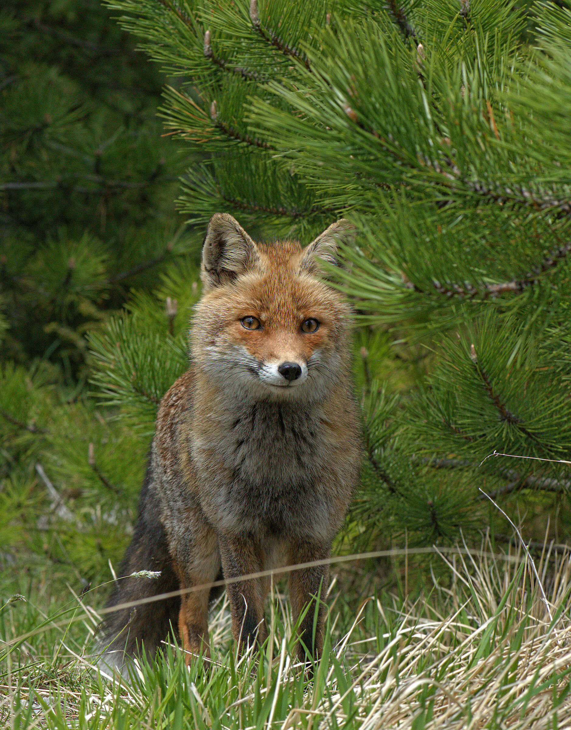 Red fox