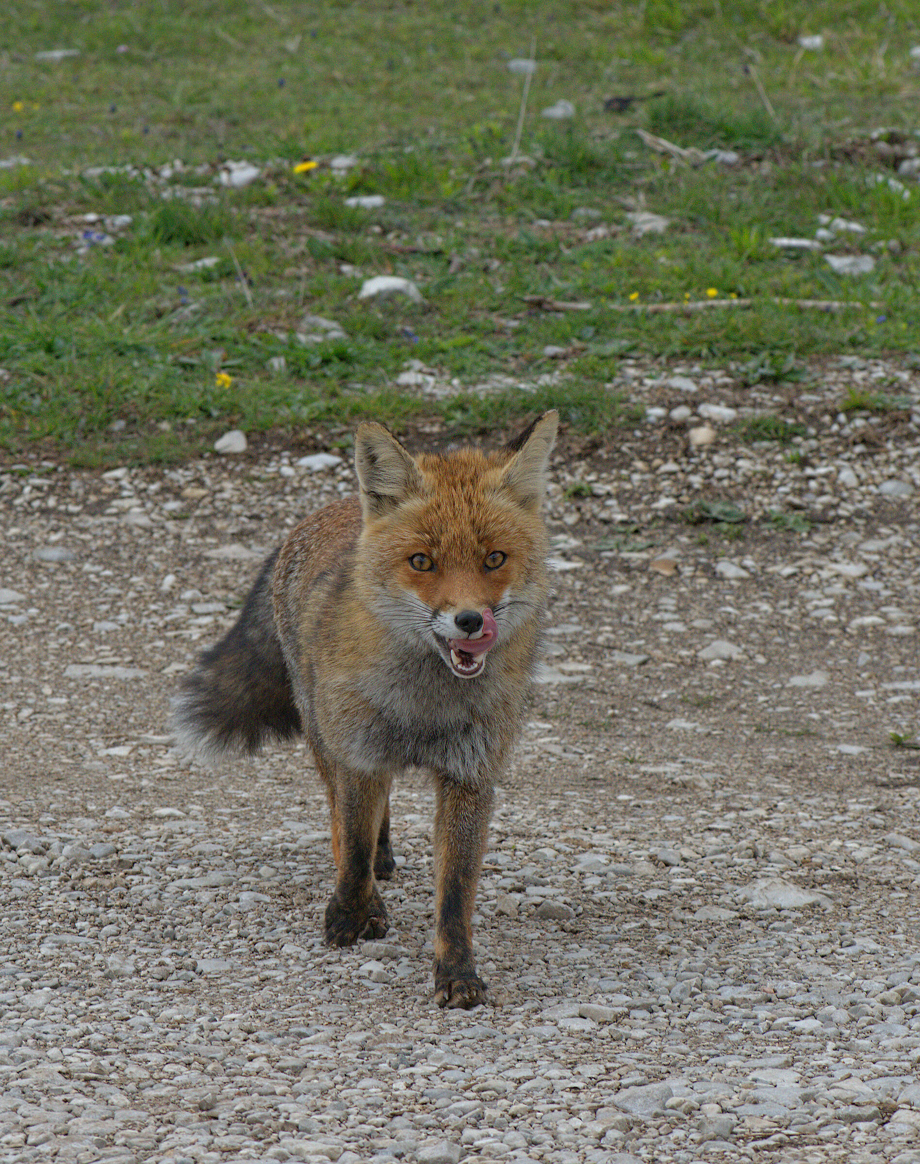 Red fox