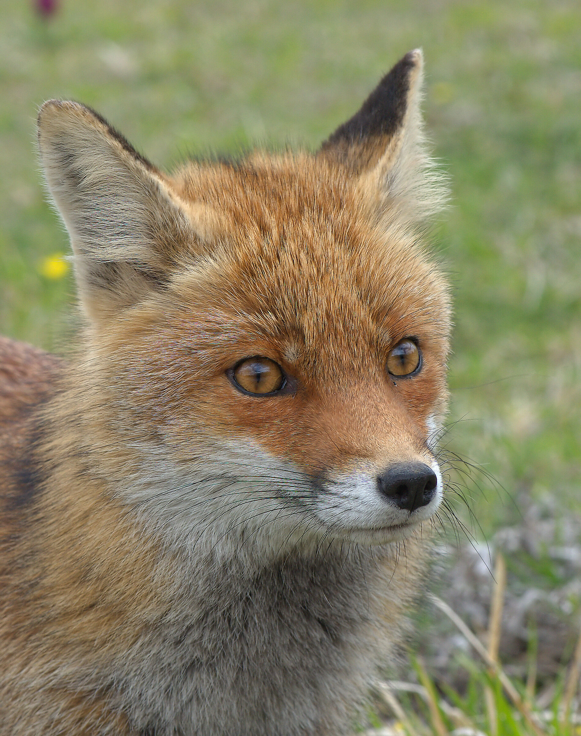 Red fox