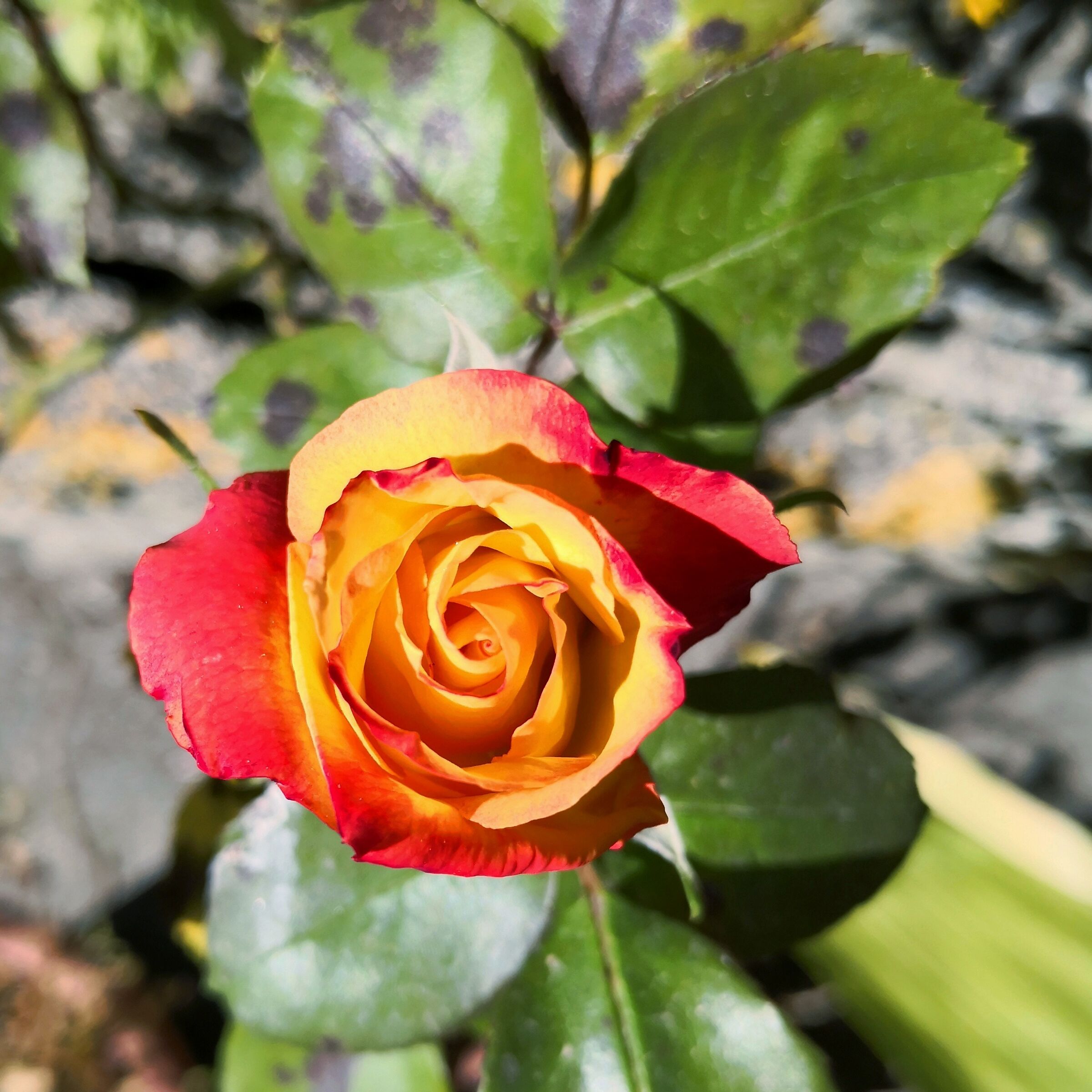 Ancient perfumed Rose